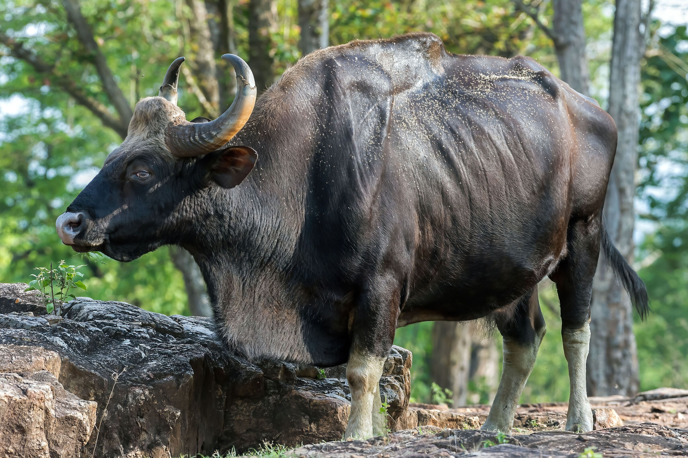 Bisonte indiano (Bos gaurus)