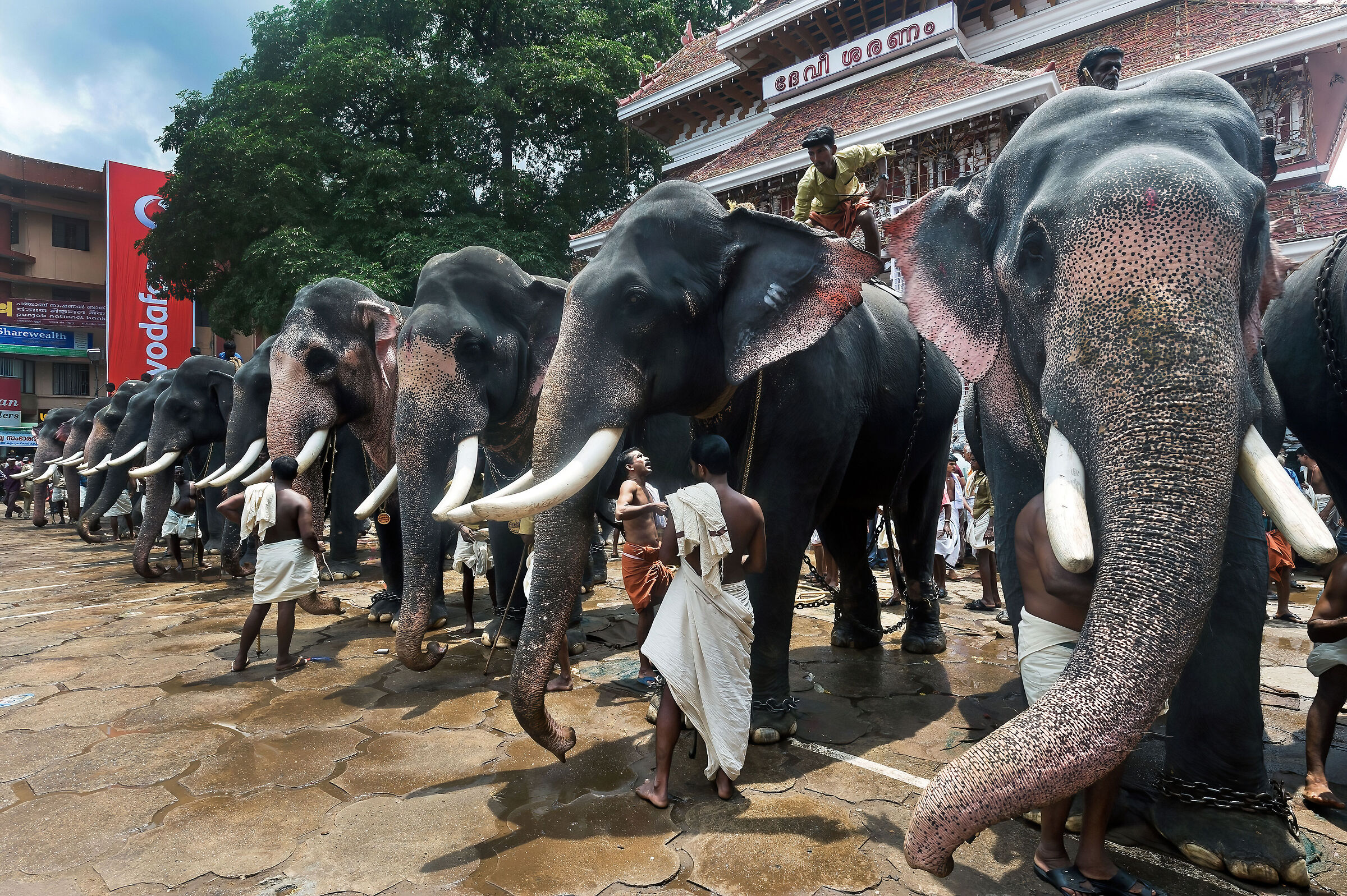 Vestizione degli elefanti