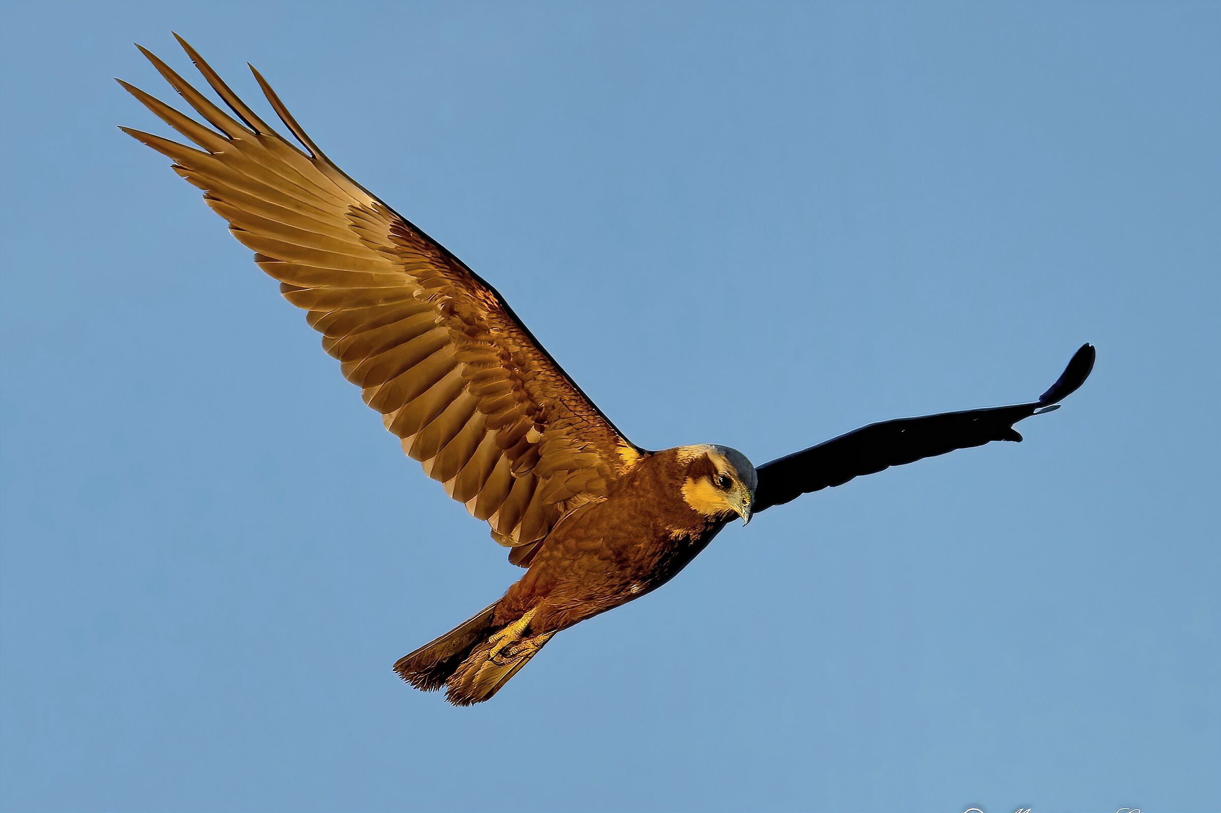 Marsh harrier (Circus aeruginosus)