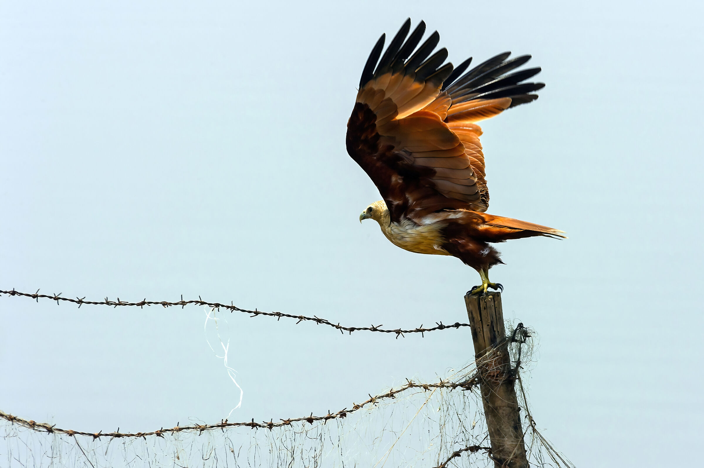 Nibbio Brahma (Haliastur indus)
