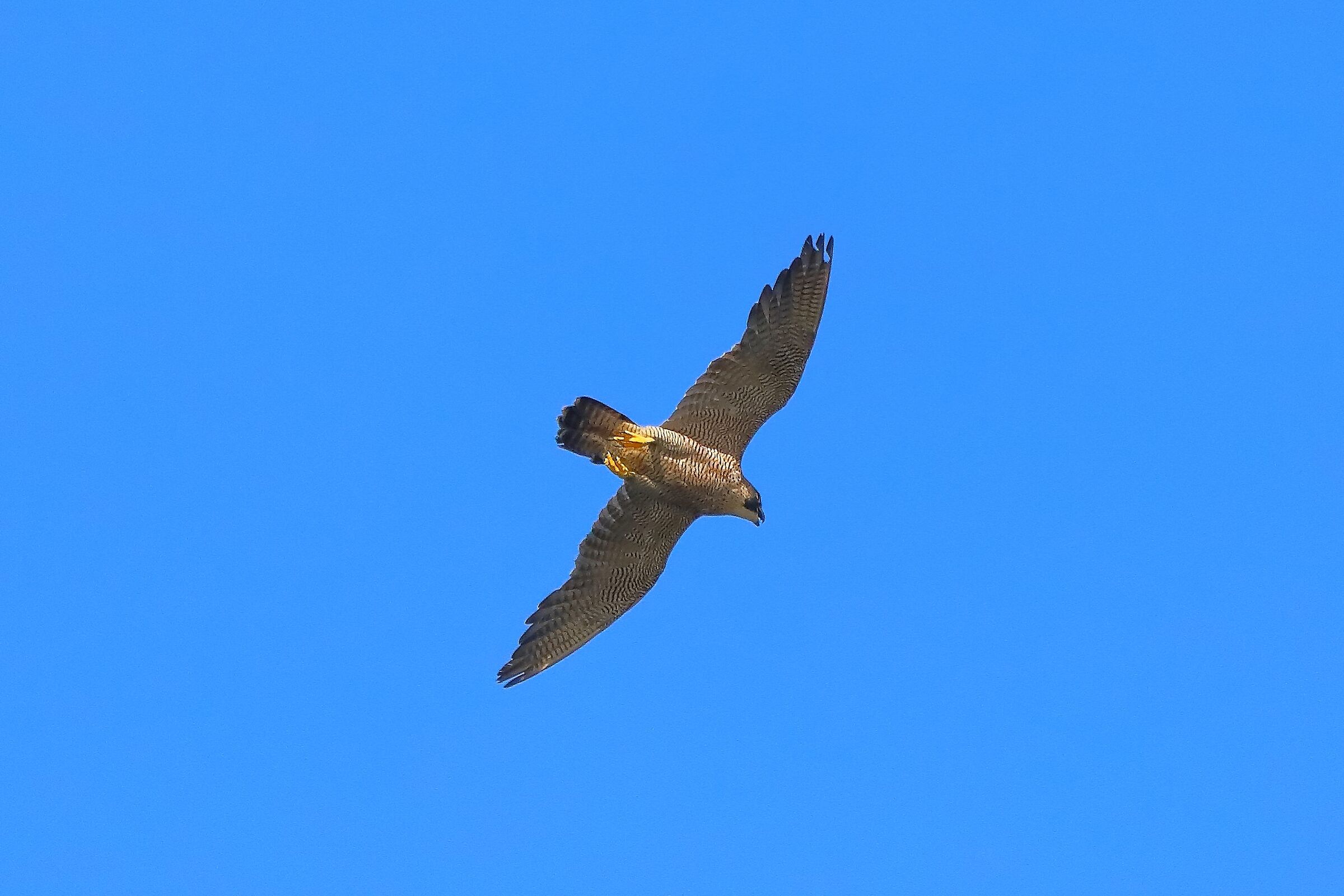 Falco pellegrino 02-08-2022