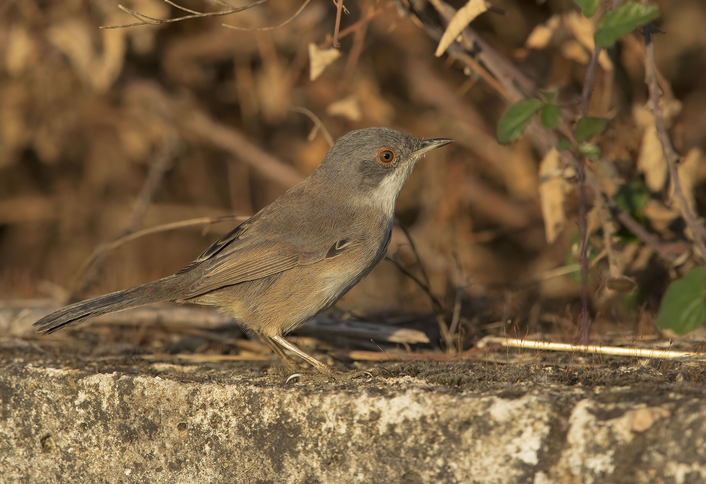 occhiocotto femminuccia