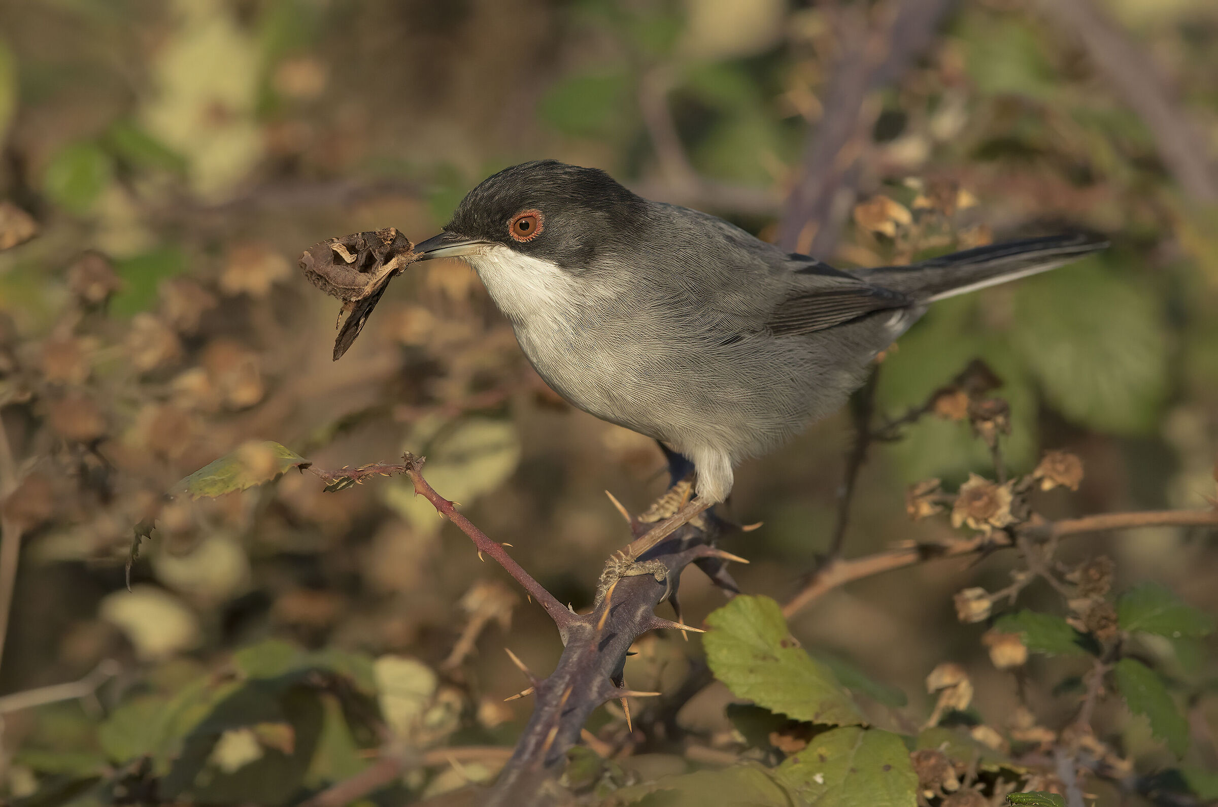 occhiocotto maschietto con preda