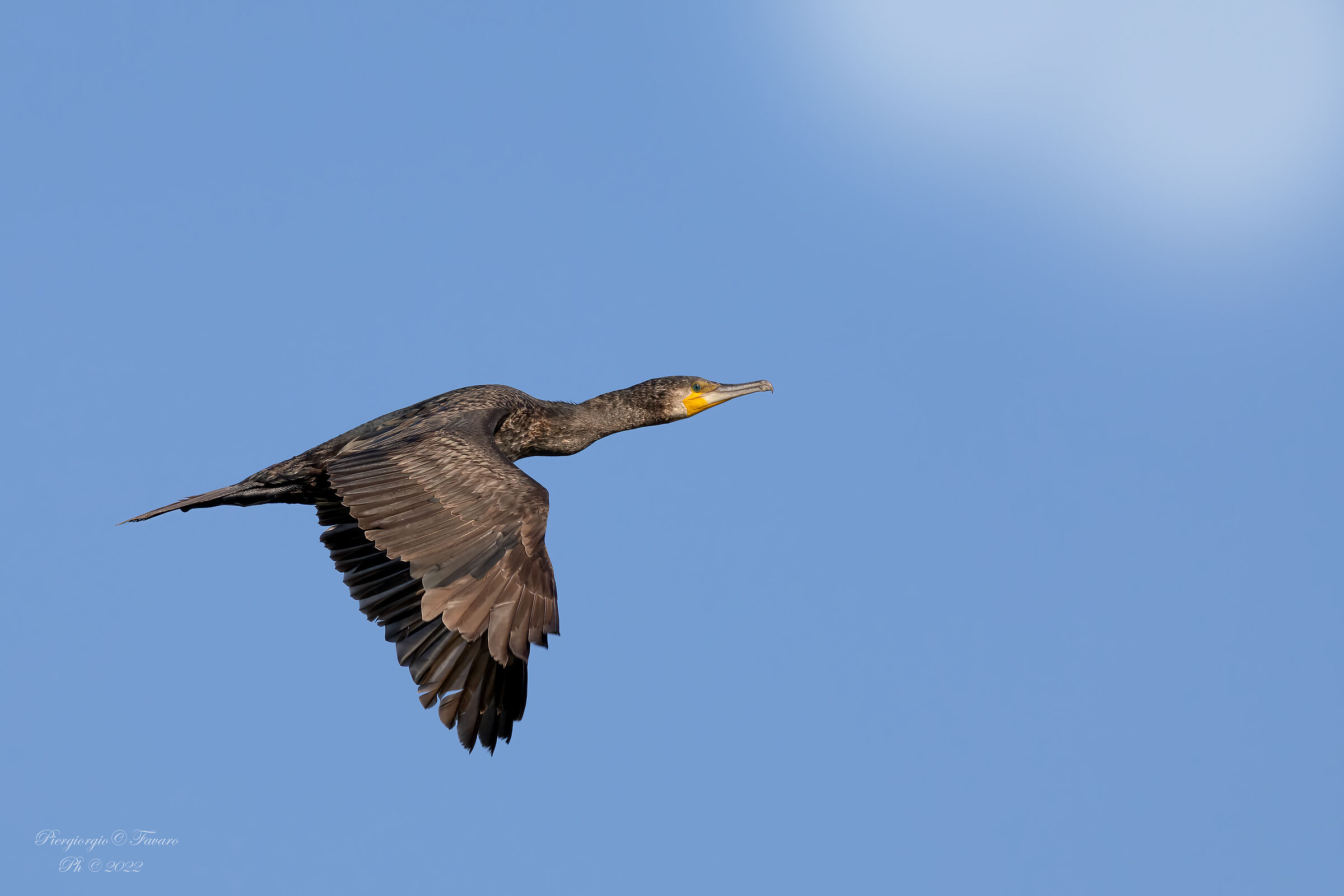 Cormorant