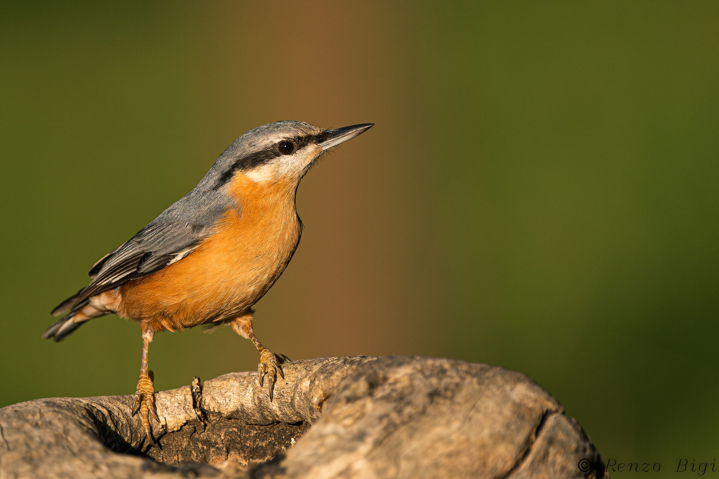 Wood nuthatch