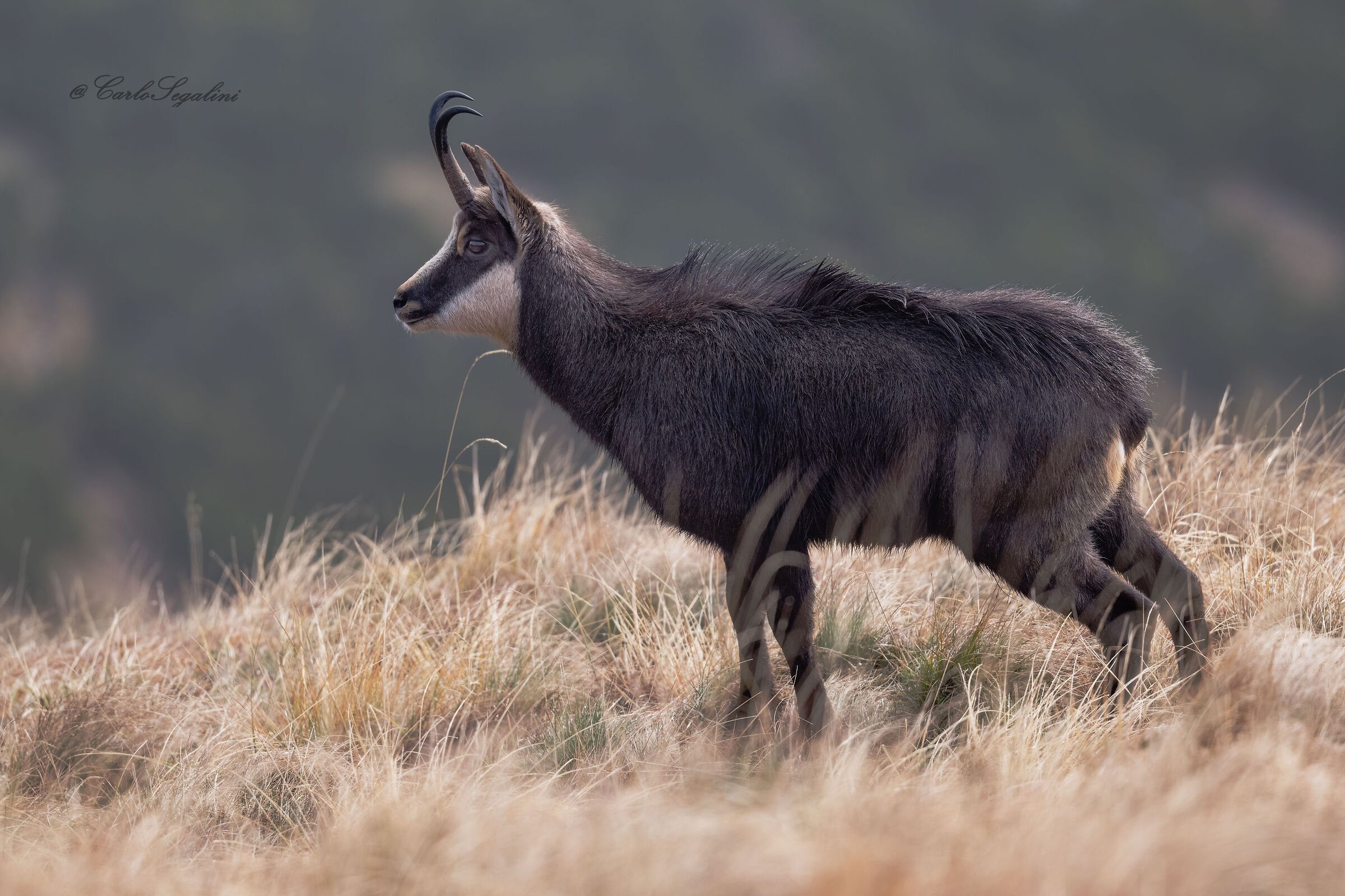 Alpine chamois