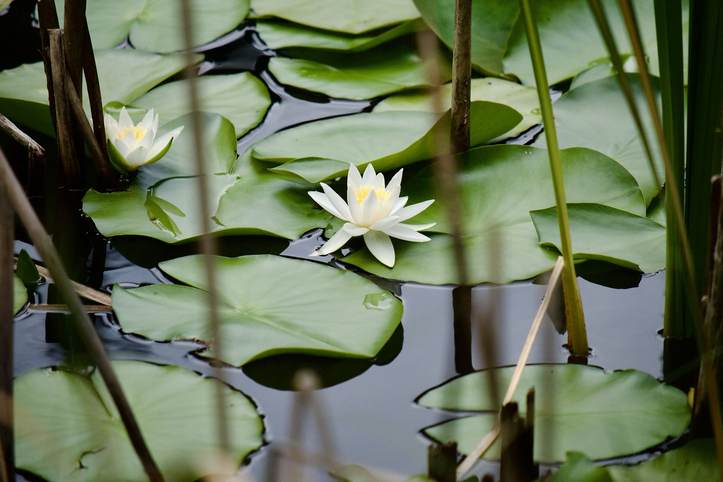 Water Lily Pond 2