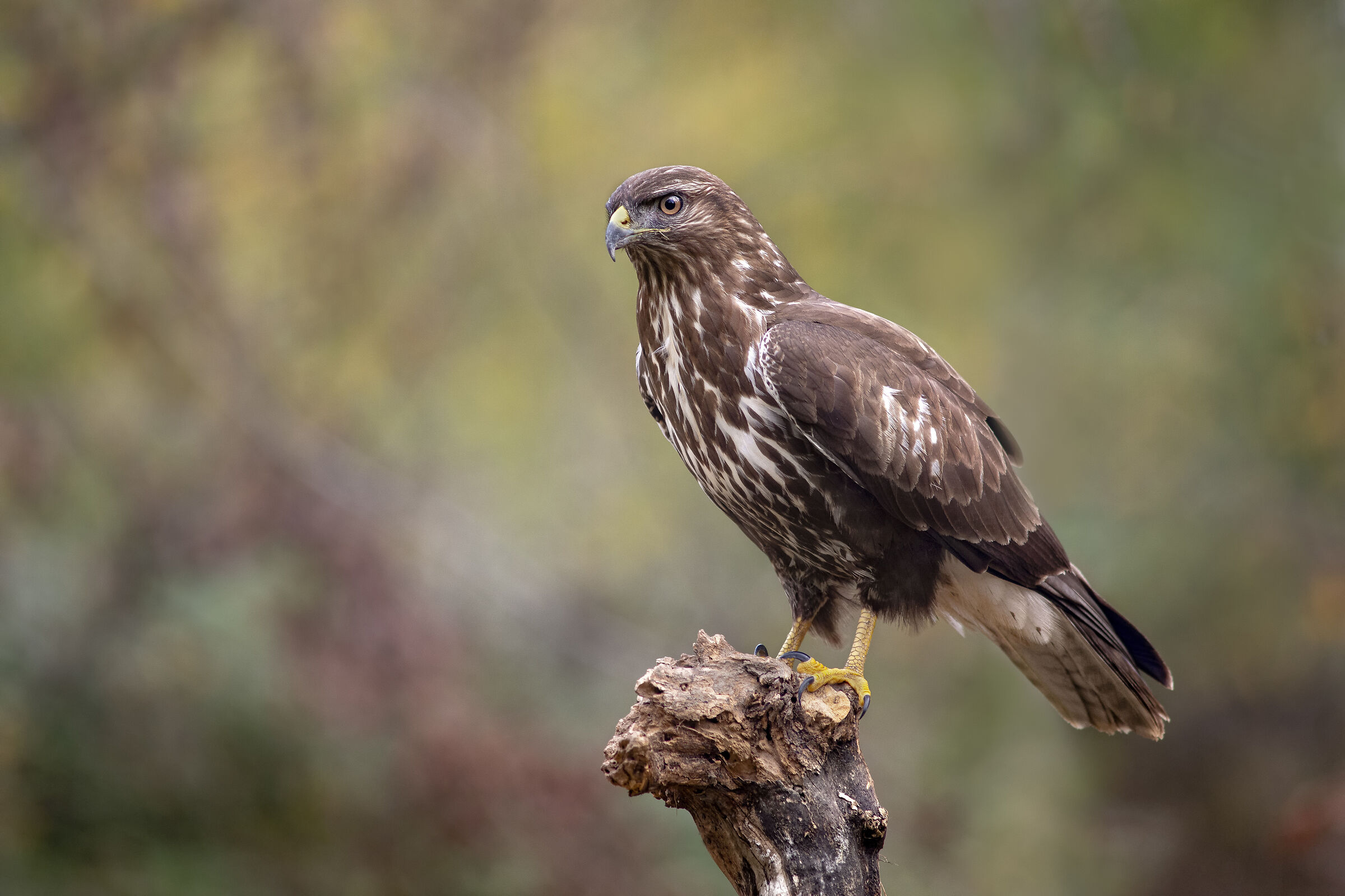 Buzzard