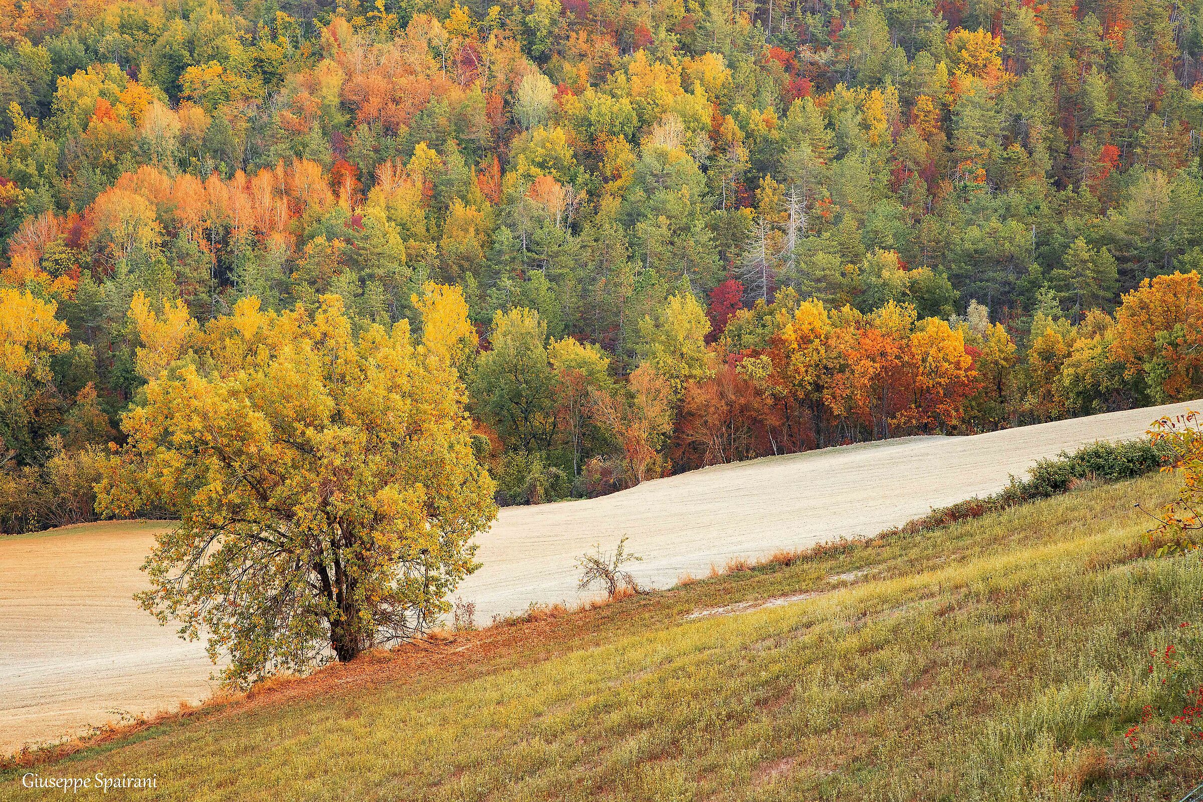 il solista e i suoi seguaci