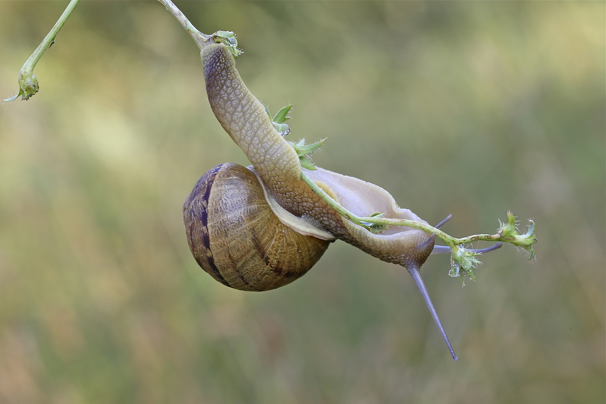 lumacone