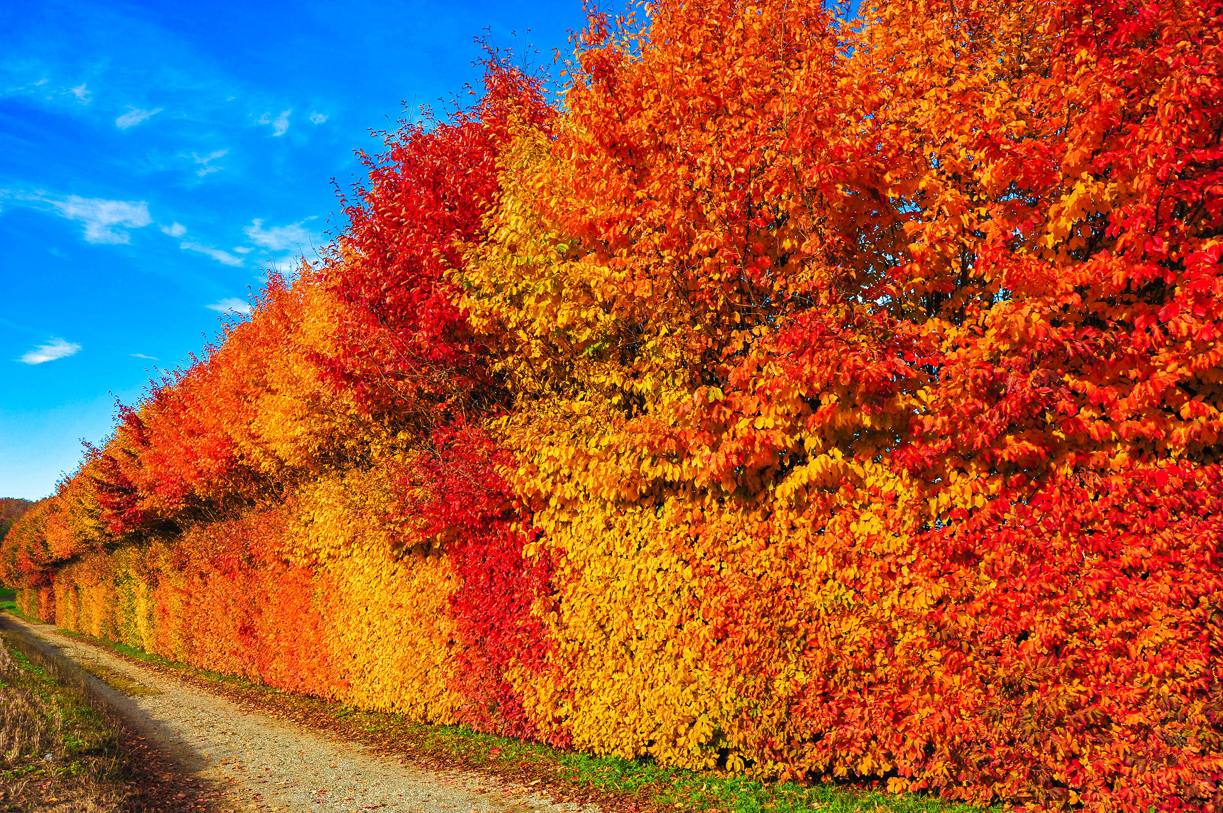 I colori dell'autunno