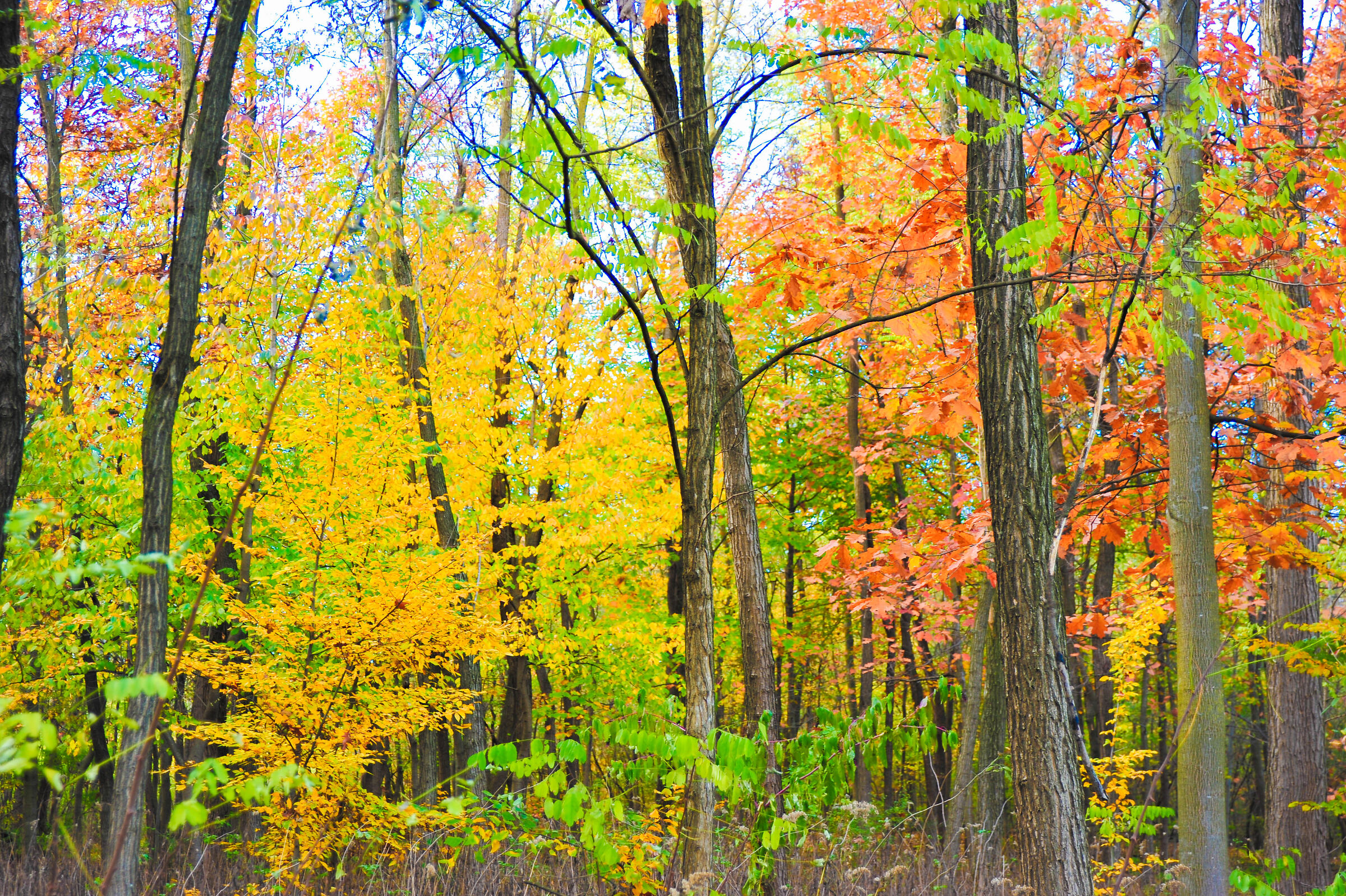 I colori dell'autunno