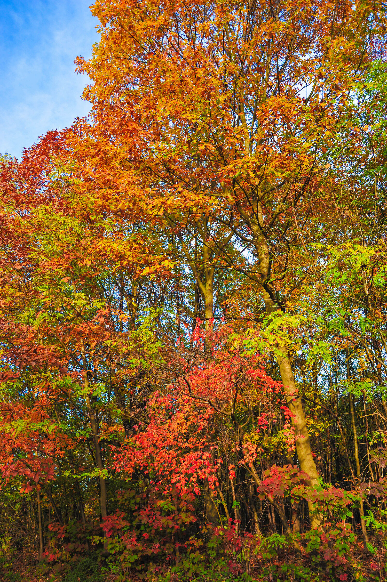 I colori dell'autunno