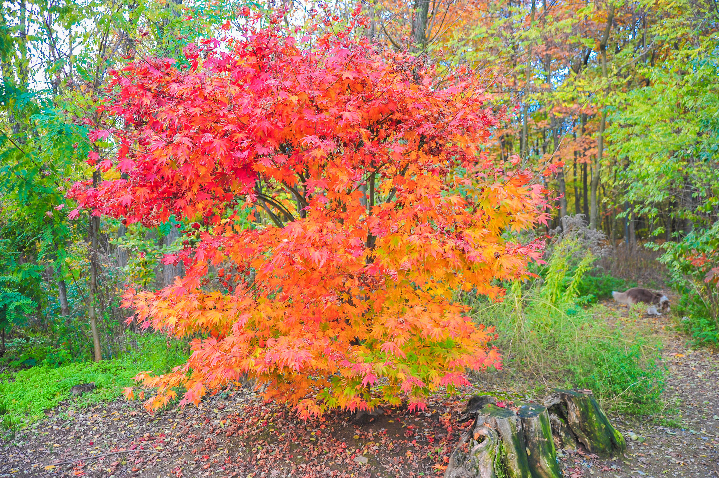 I colori dell'autunno