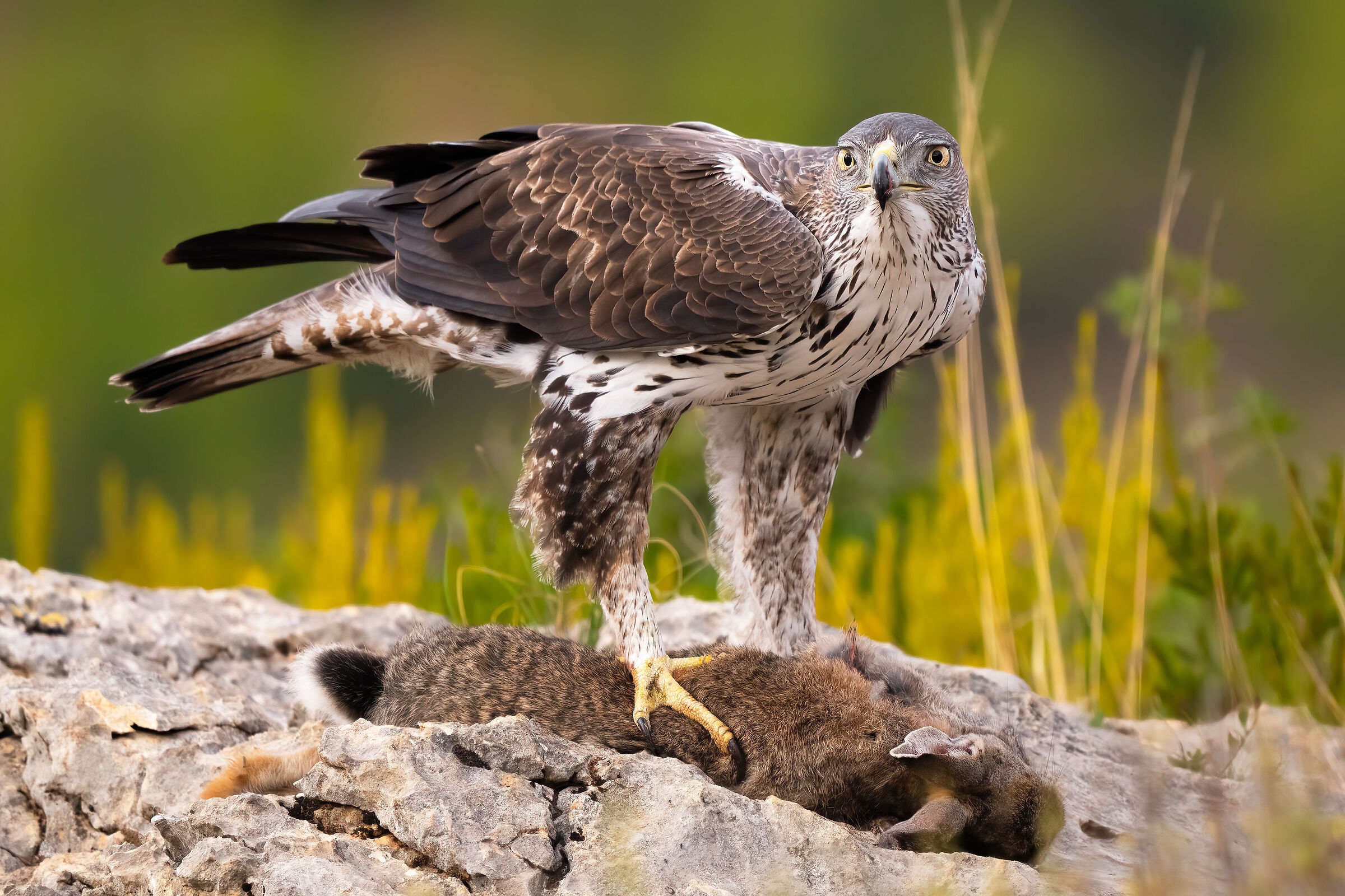 Aquila di Bonelli
