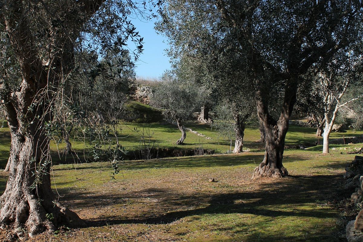 Salento countryside