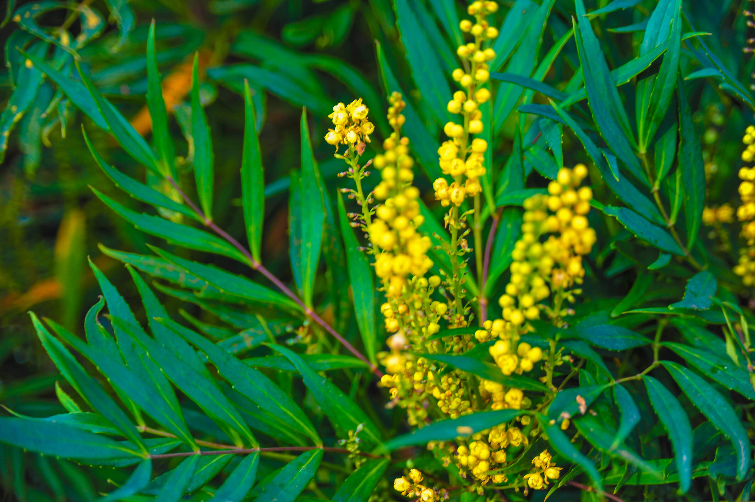 Mahonia