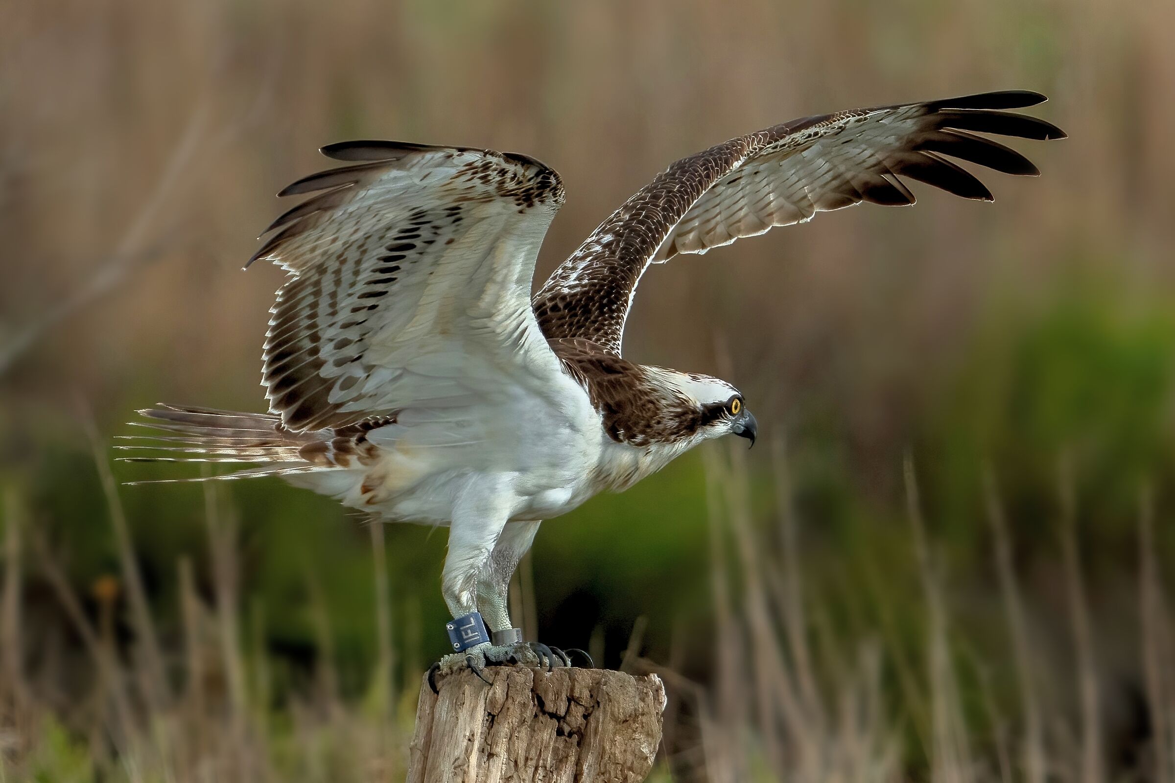 Falco pescatore (Pandion haliaetus)