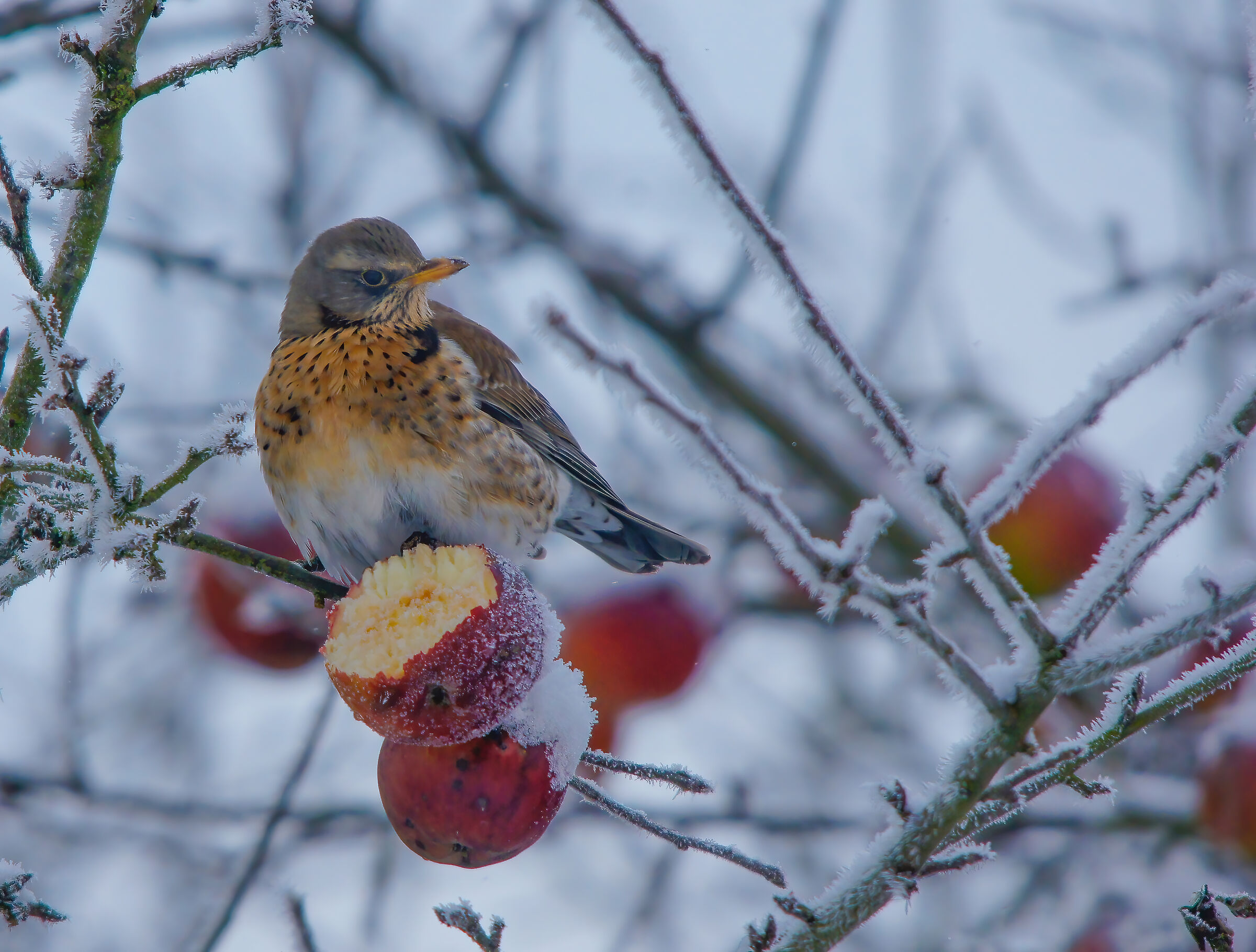 Turdus pilaris