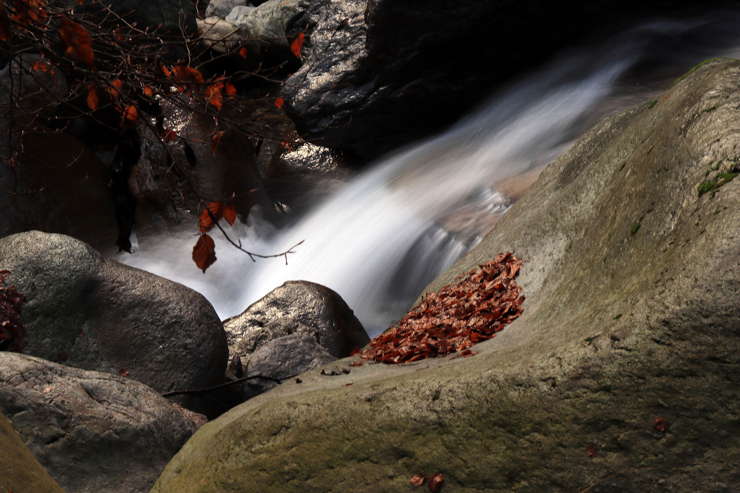 torrent Goglio-particulars-