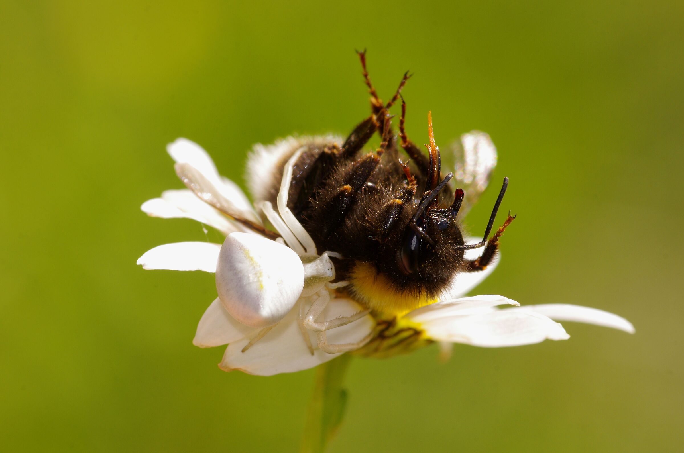 Ragno granchio Tomiside con preda