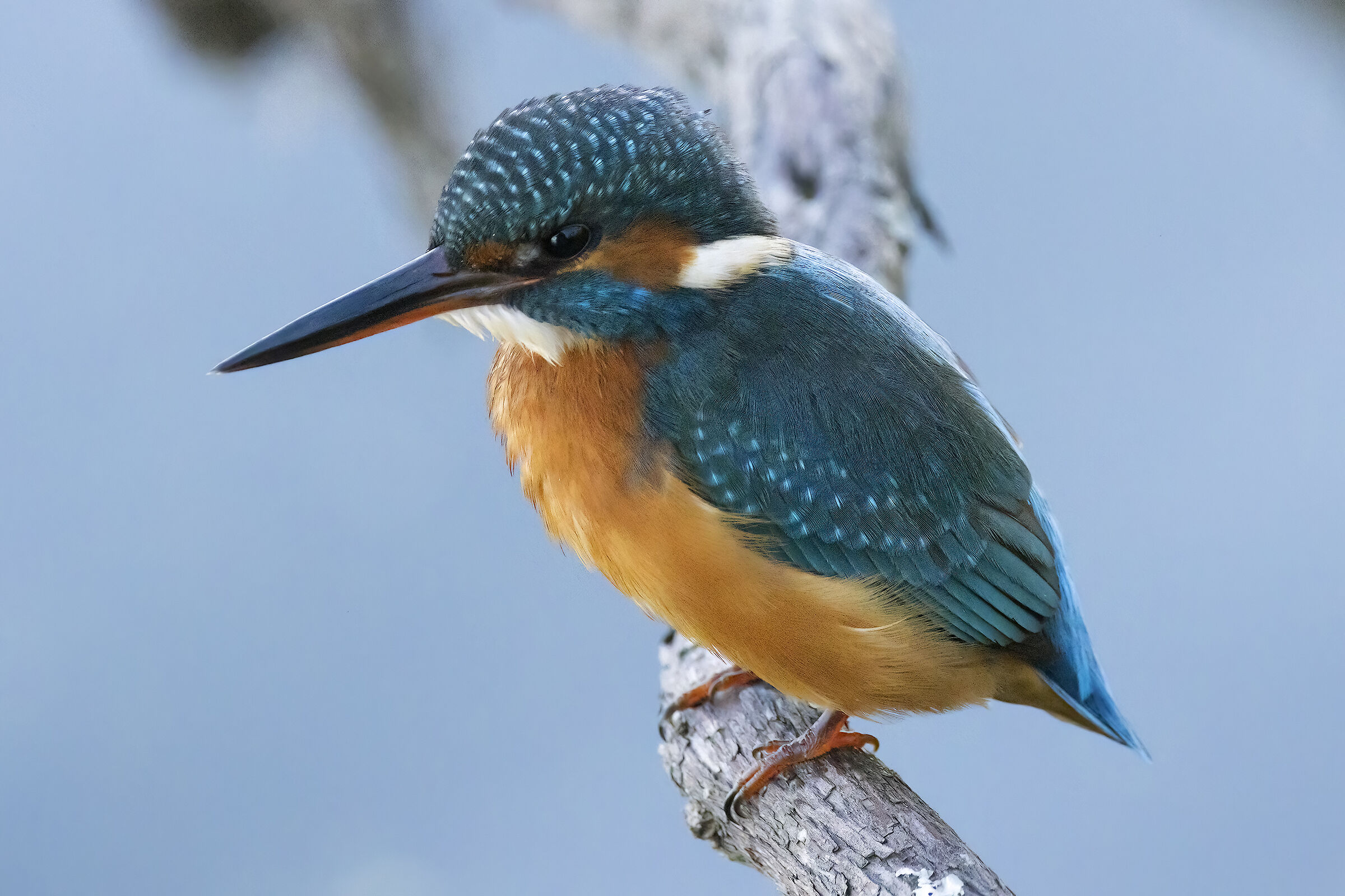 Kingfisher