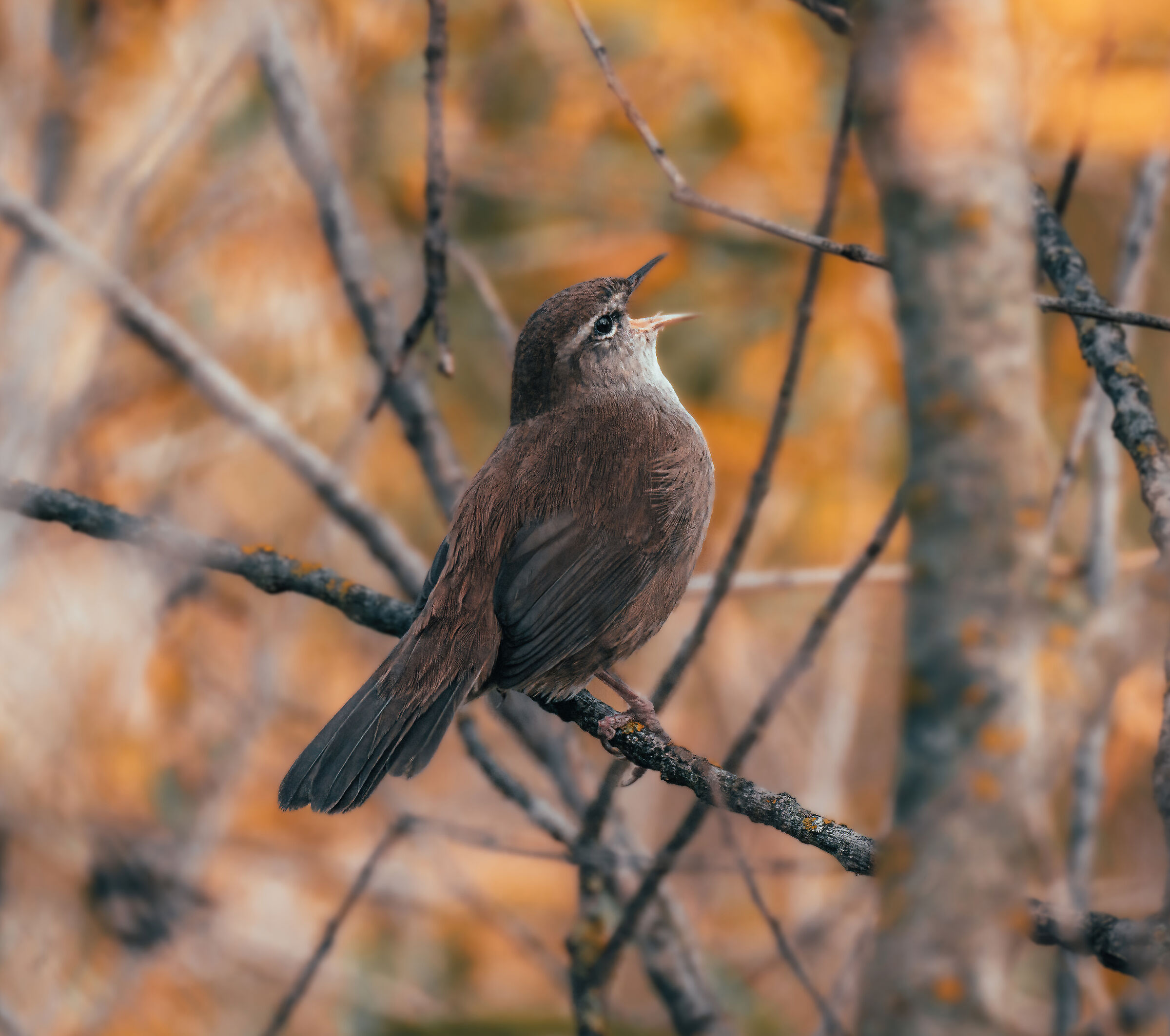 River nightingale song