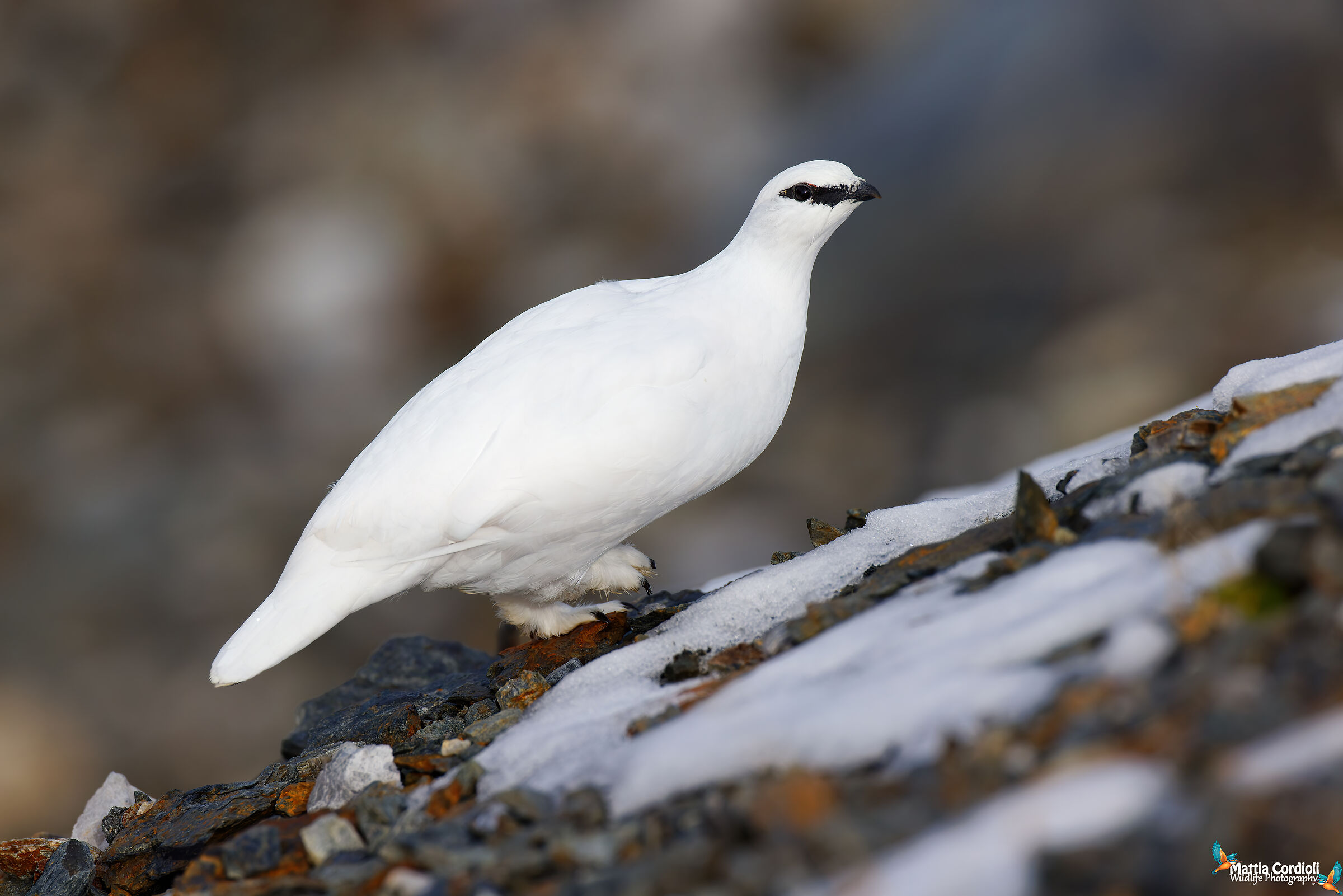 pernice bianca