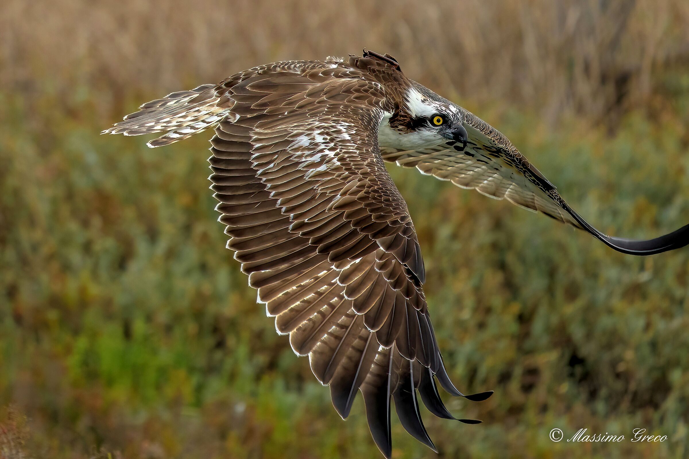 Falco pescatore (Pandion haliaetus)