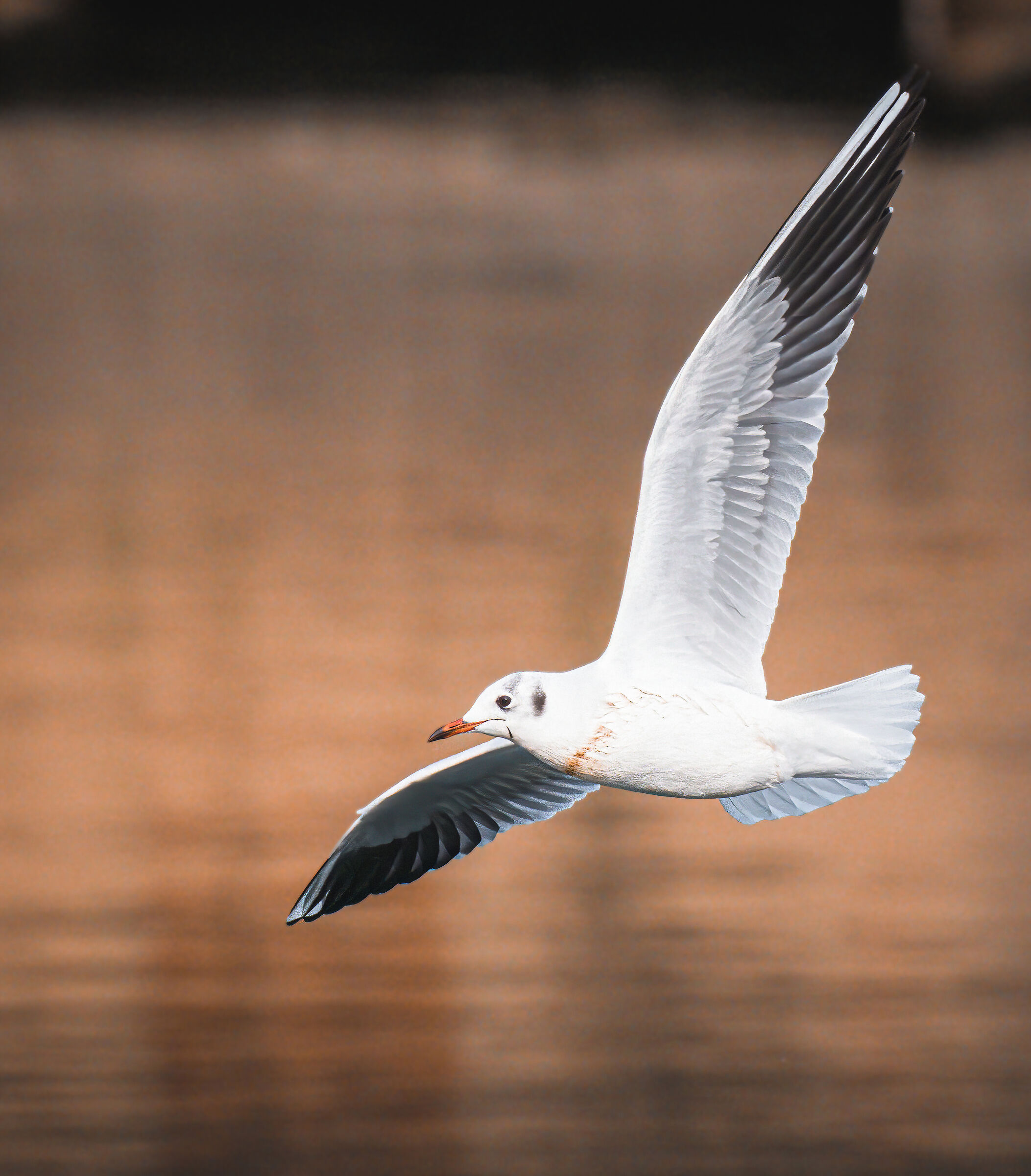 Gull