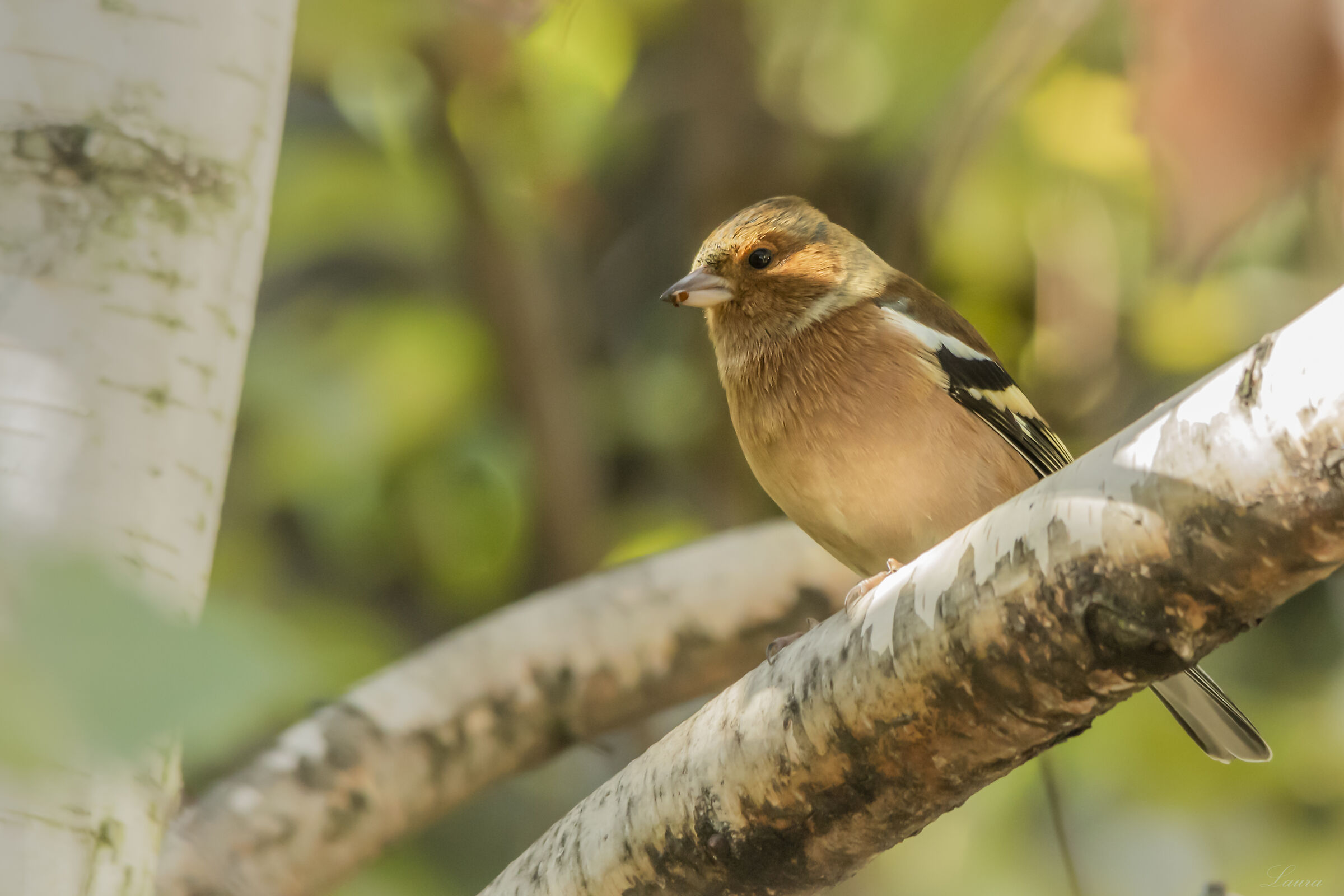 Chaffinch