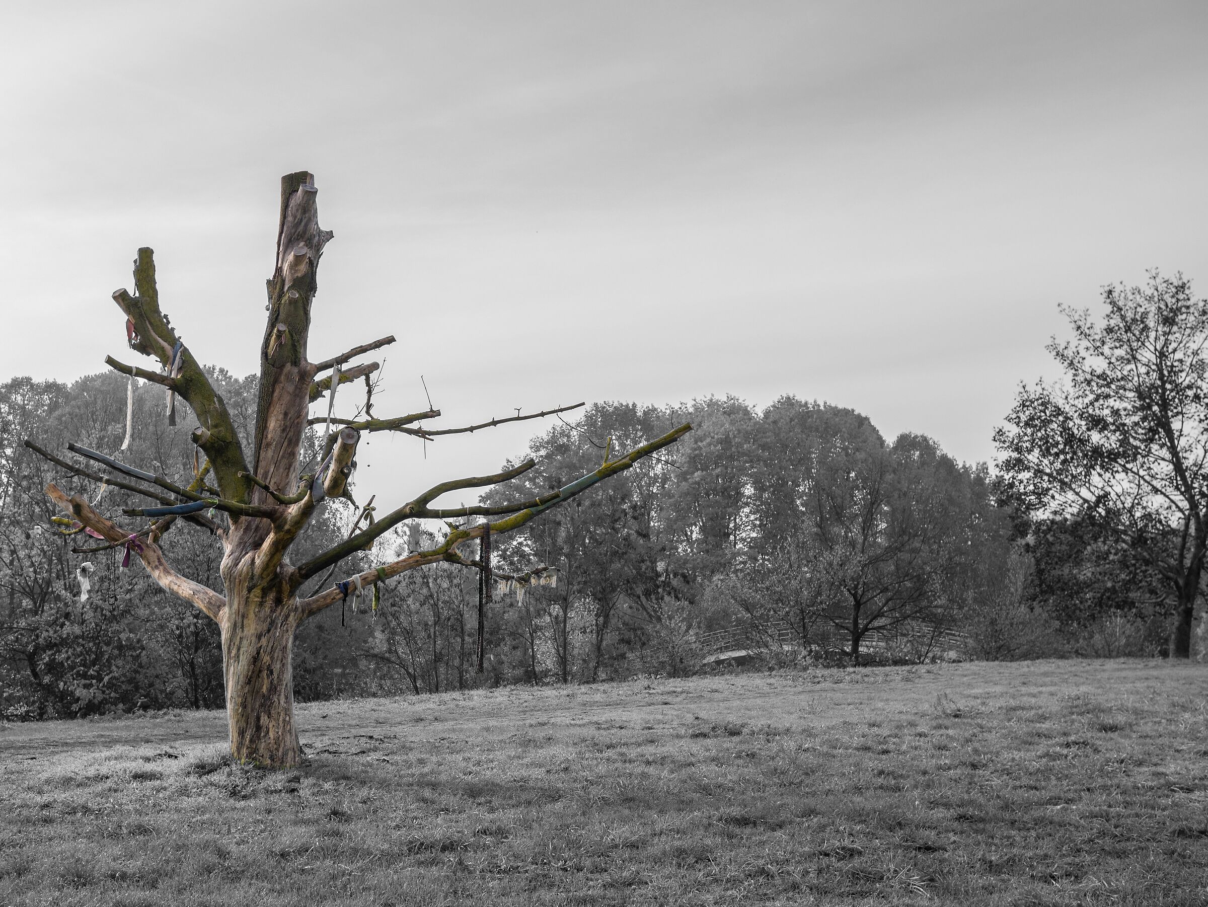 L'Albero della Cuccagna