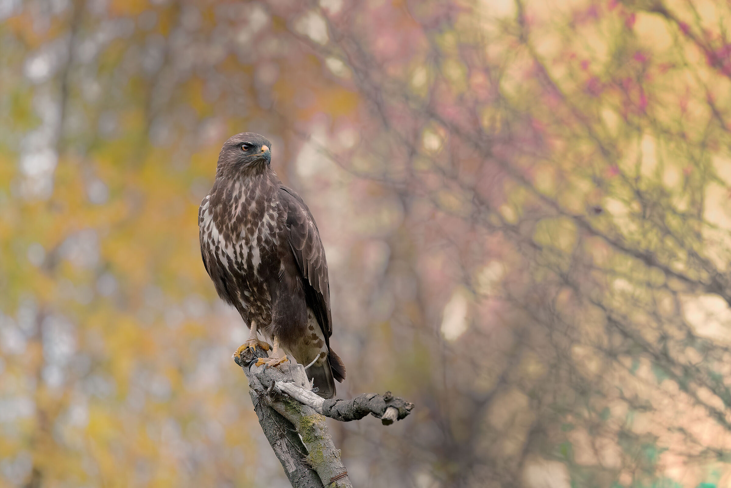 Poiana (Buteo buteo)
