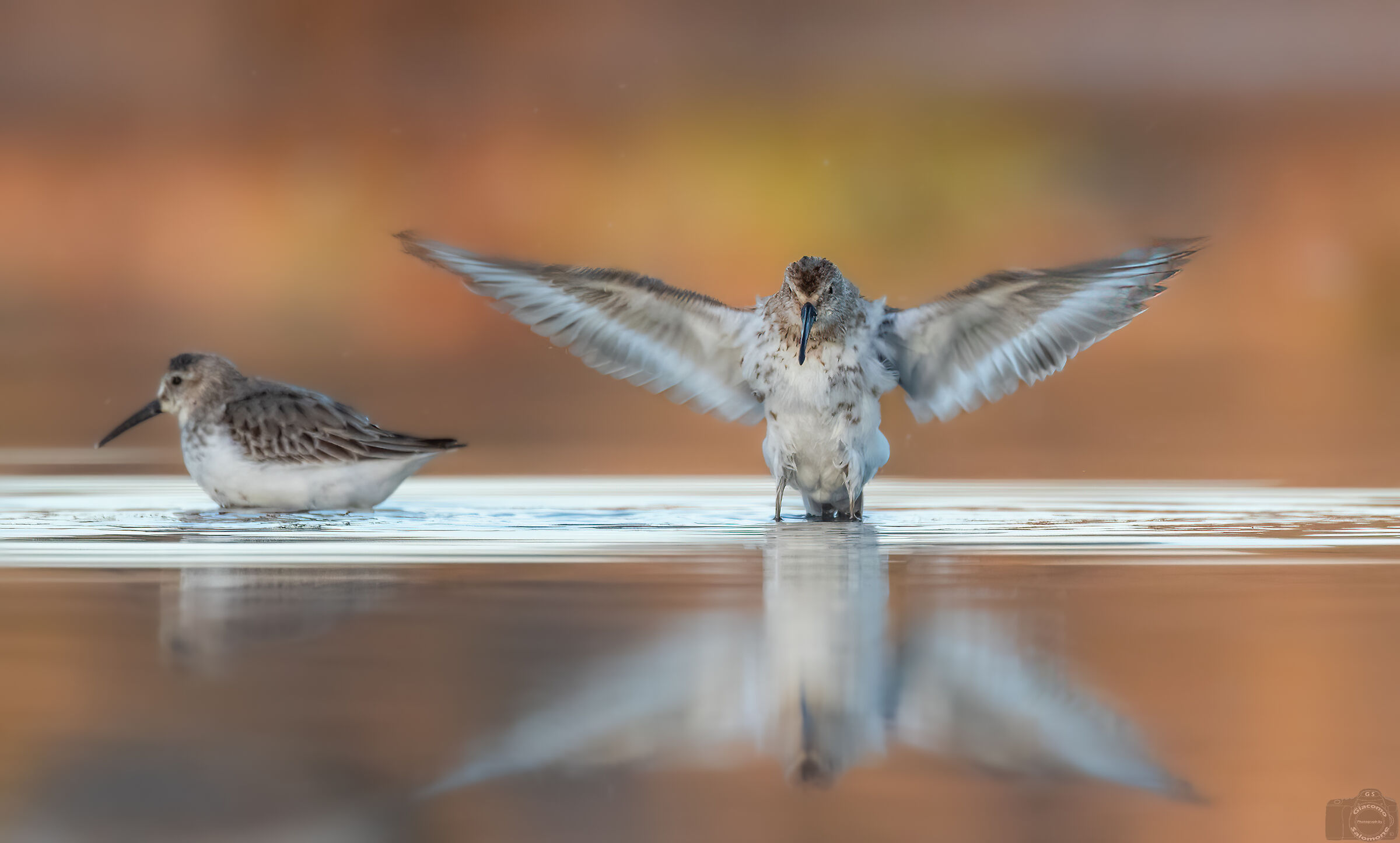 Sandpipers at dawn.