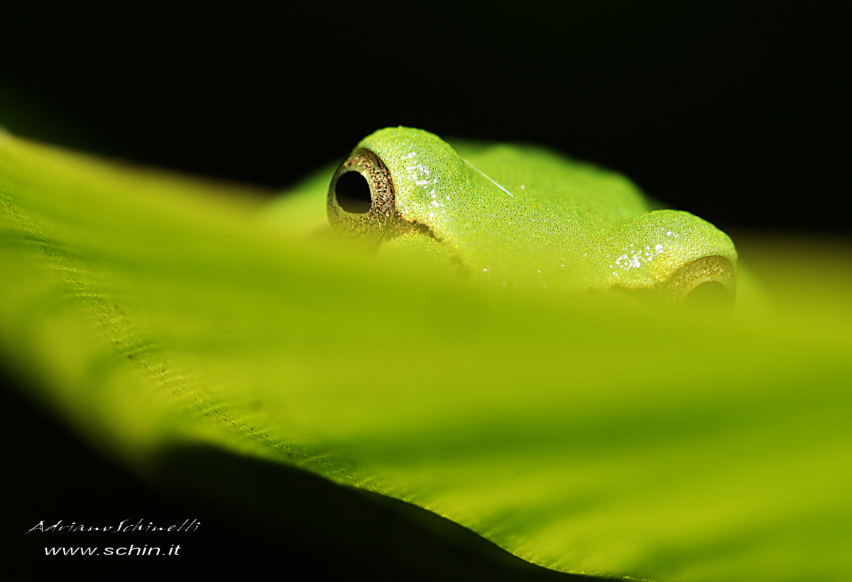 Chi c'è oltre la foglia?