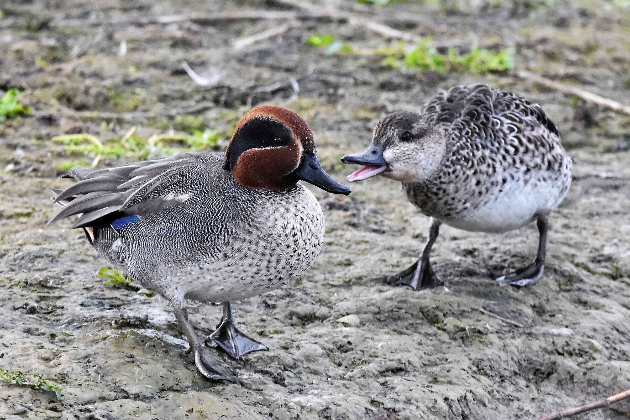 Male and female teal.
