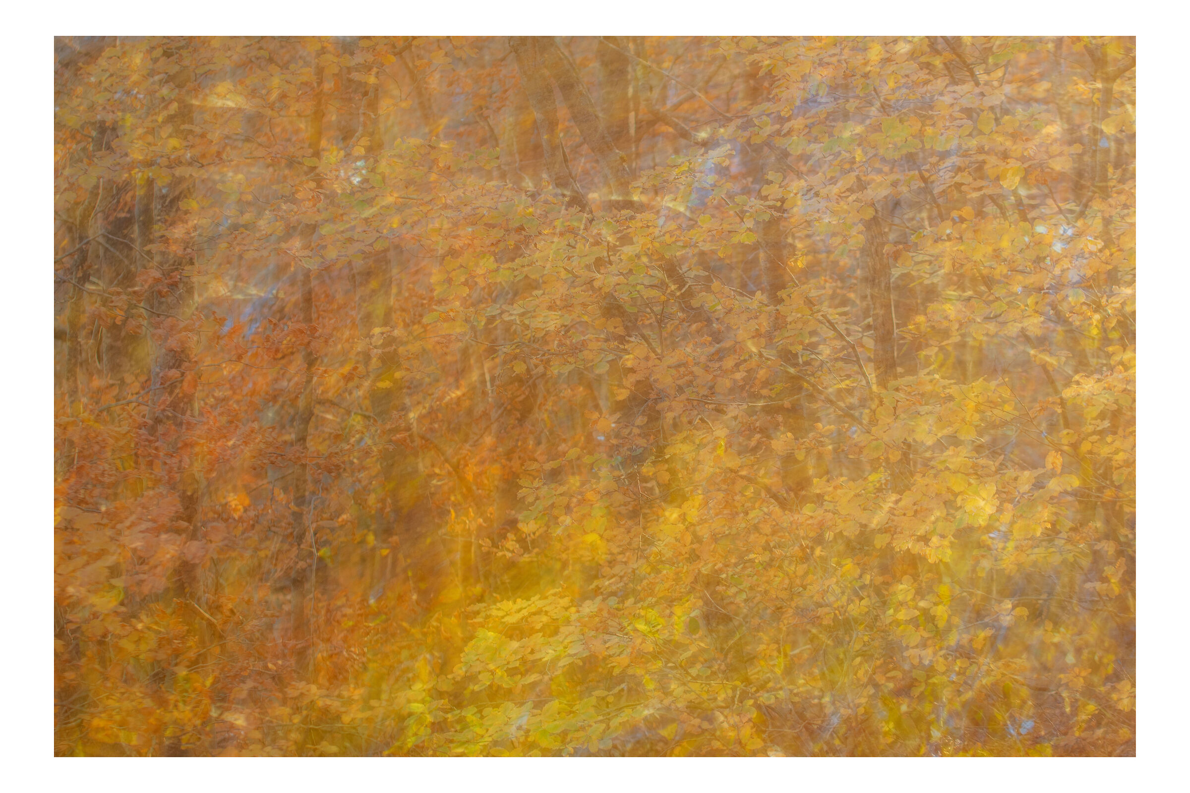 The great forest fire - 1