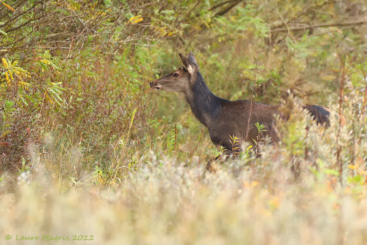 Nel folto della vegetazione