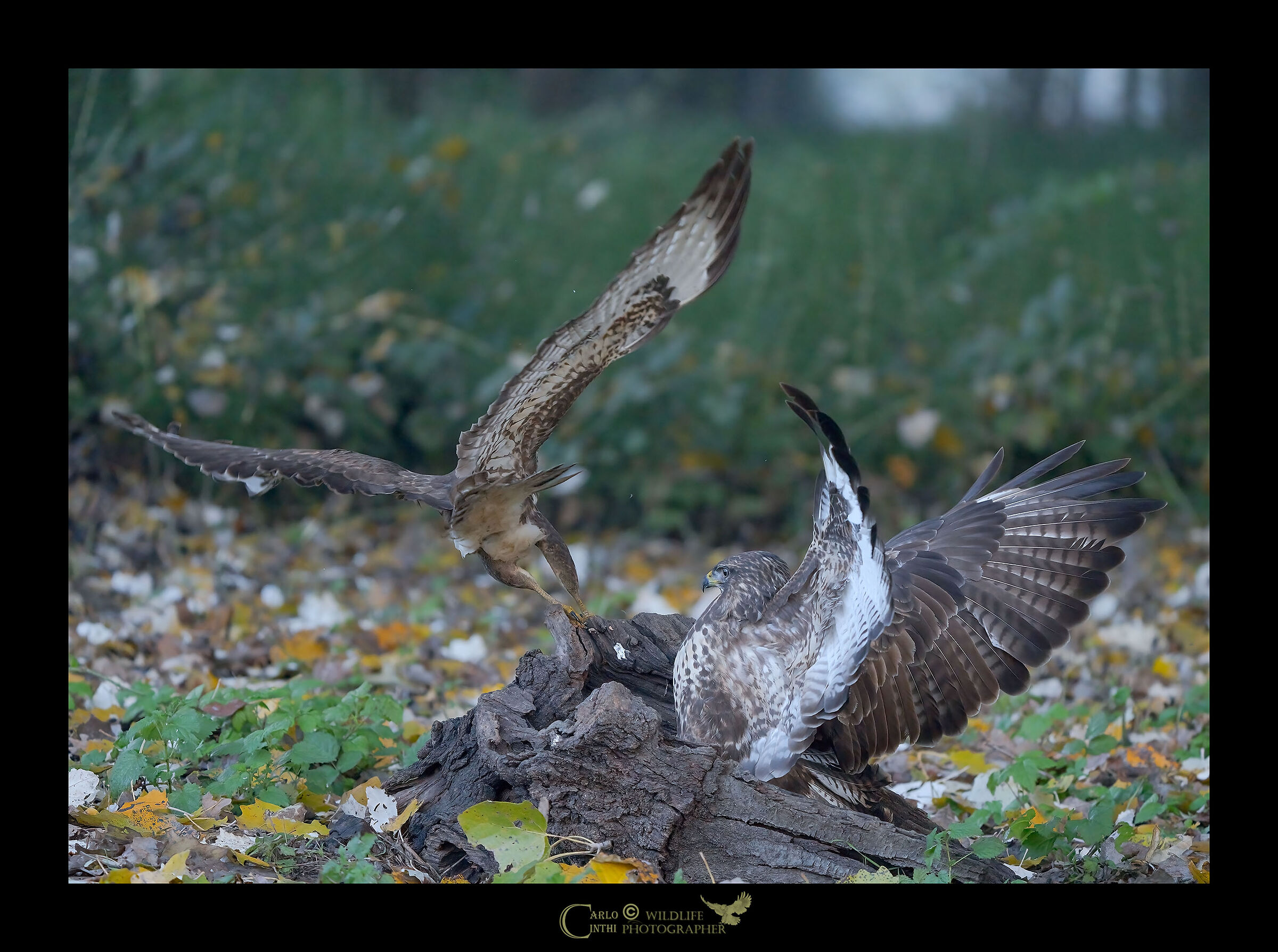 Buzzards
