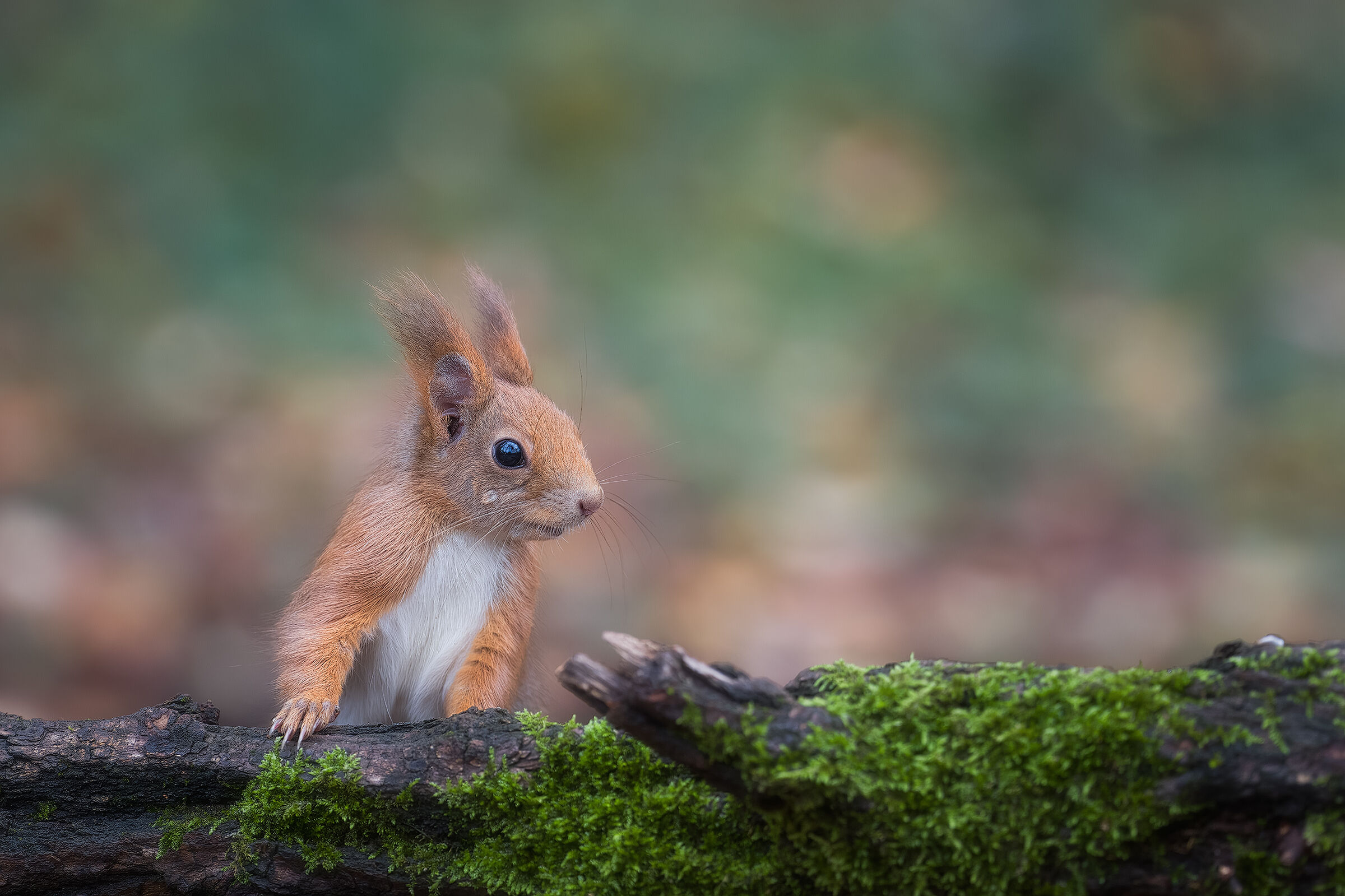 Red squirrel