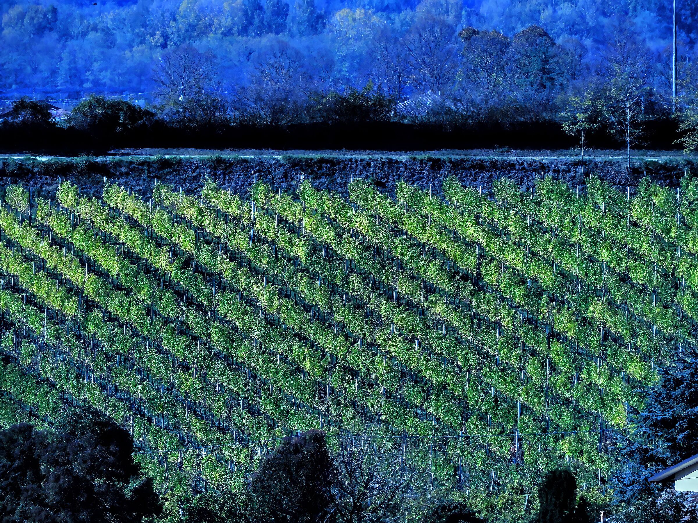 Experiment on tungsten vineyards
