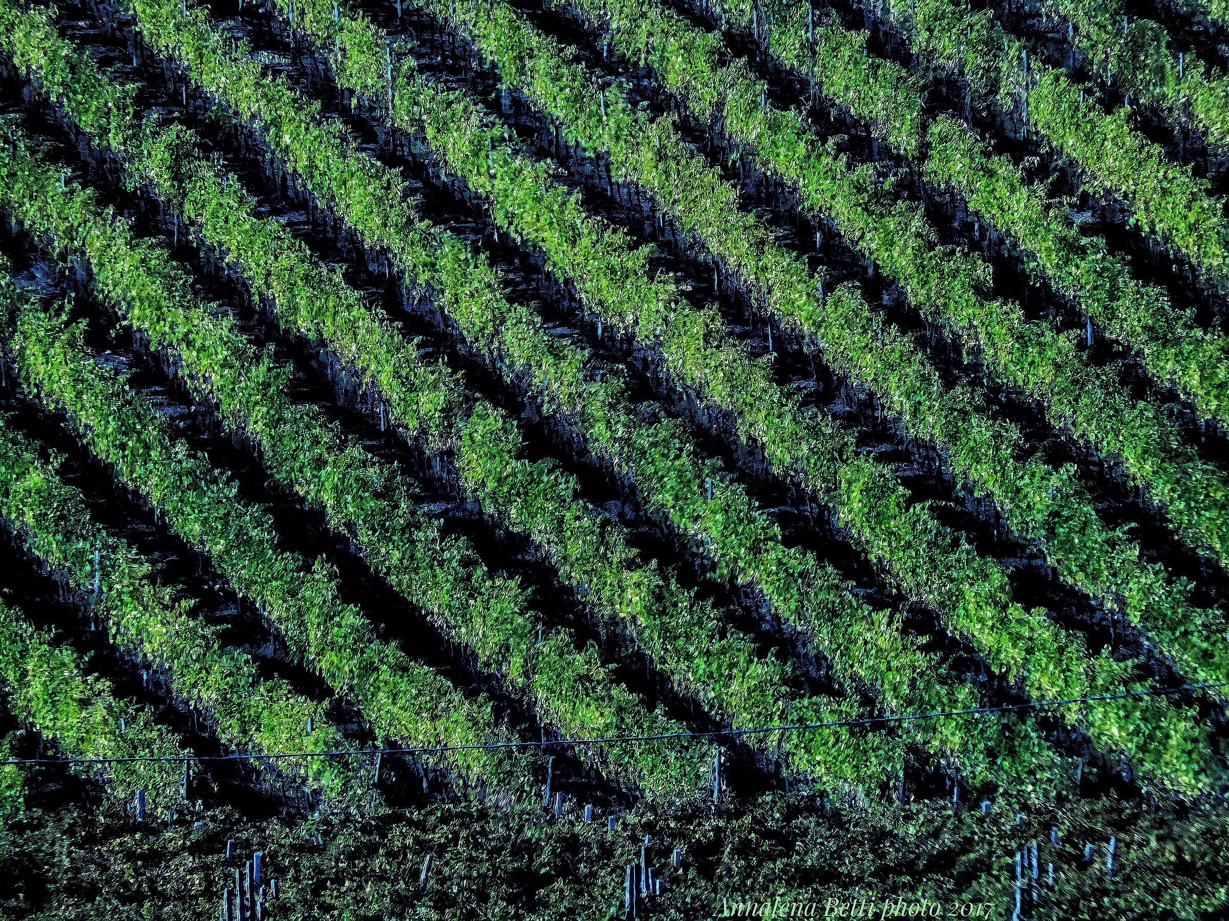 Experiment 2 on tungsten vineyards
