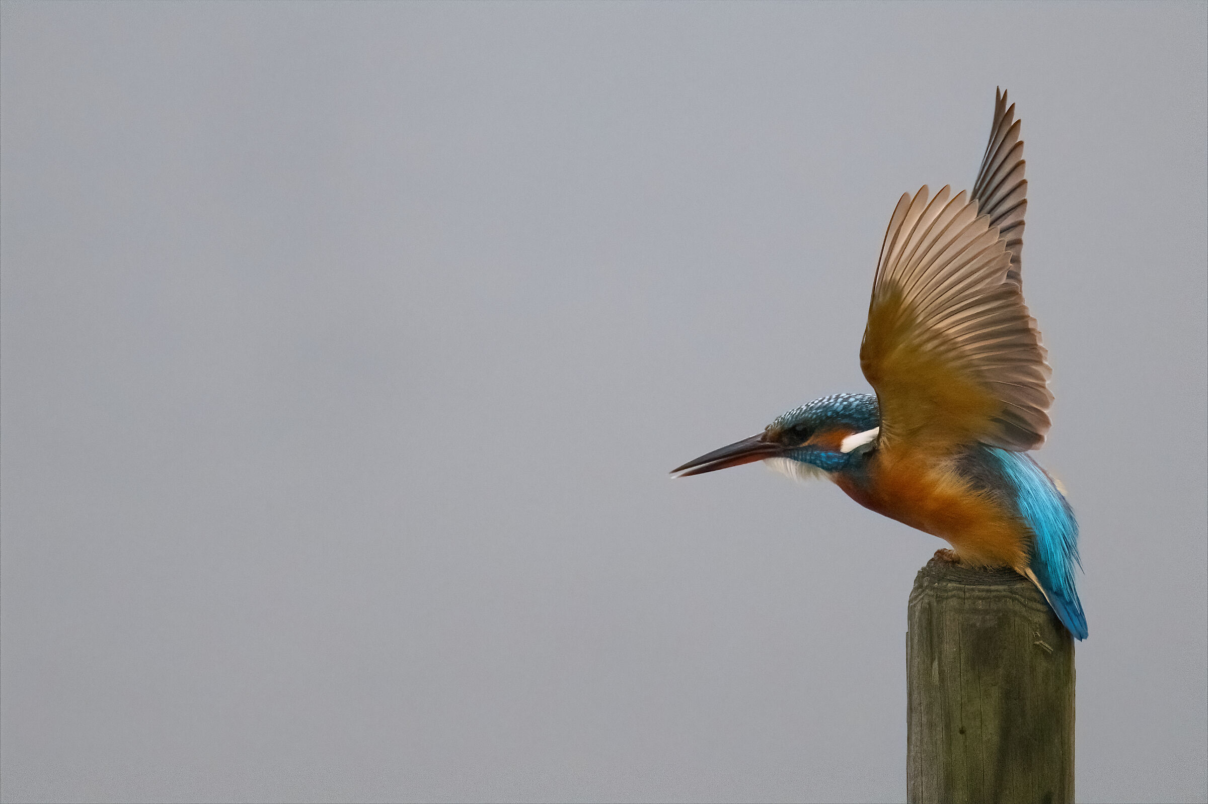 The departure of Martina