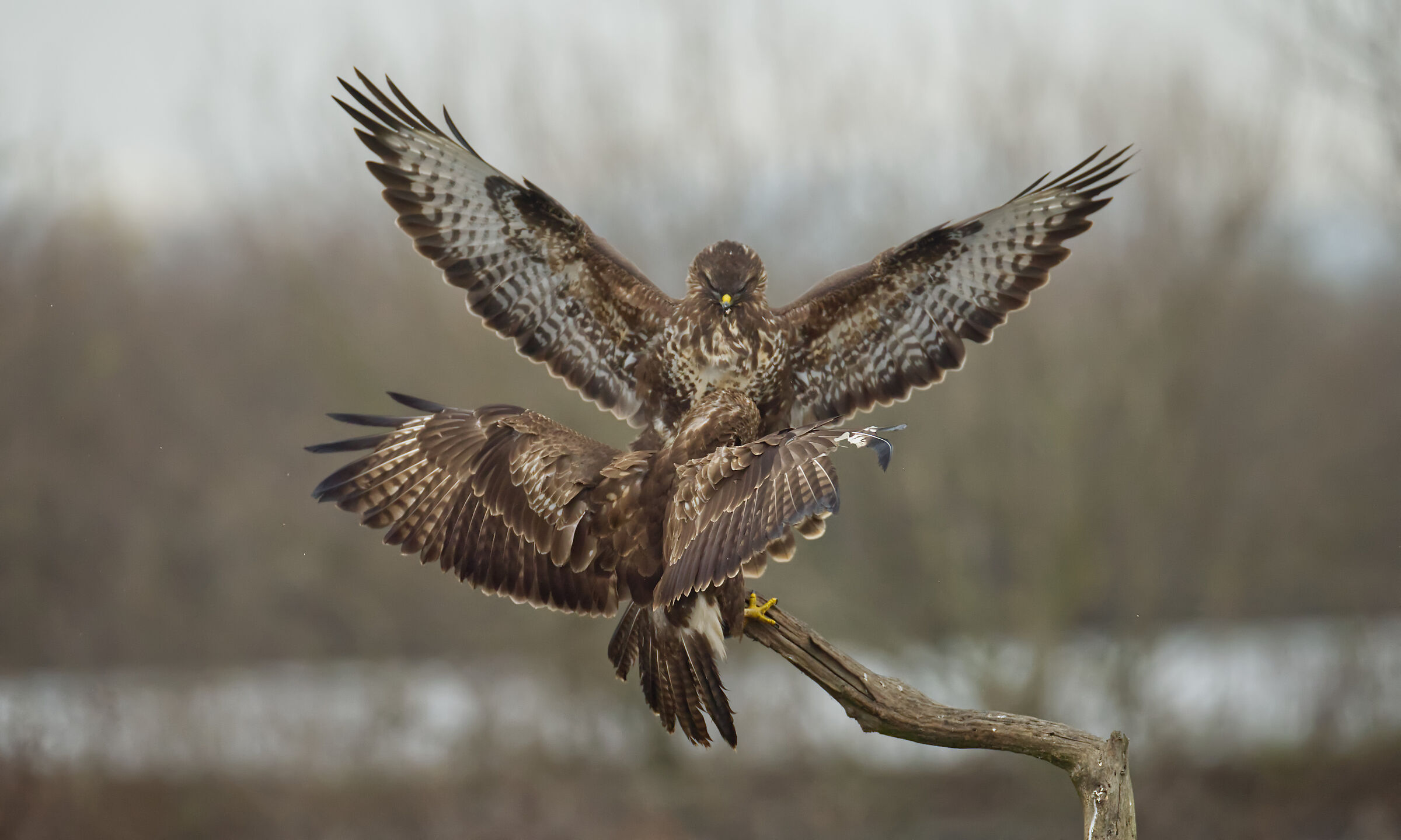 buzzards