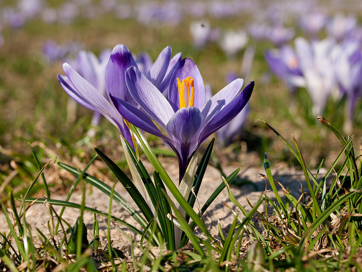 Crocus