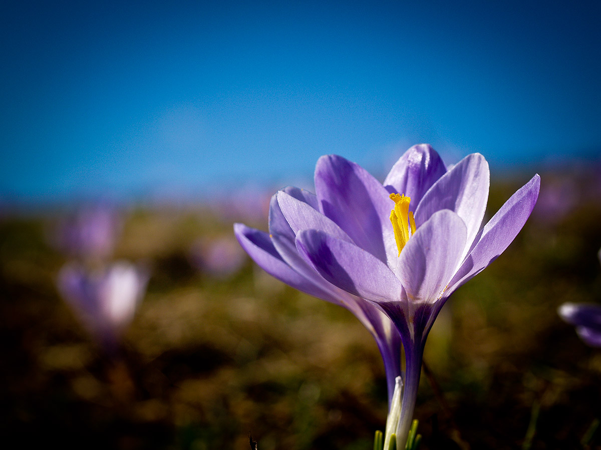 Crocus_2