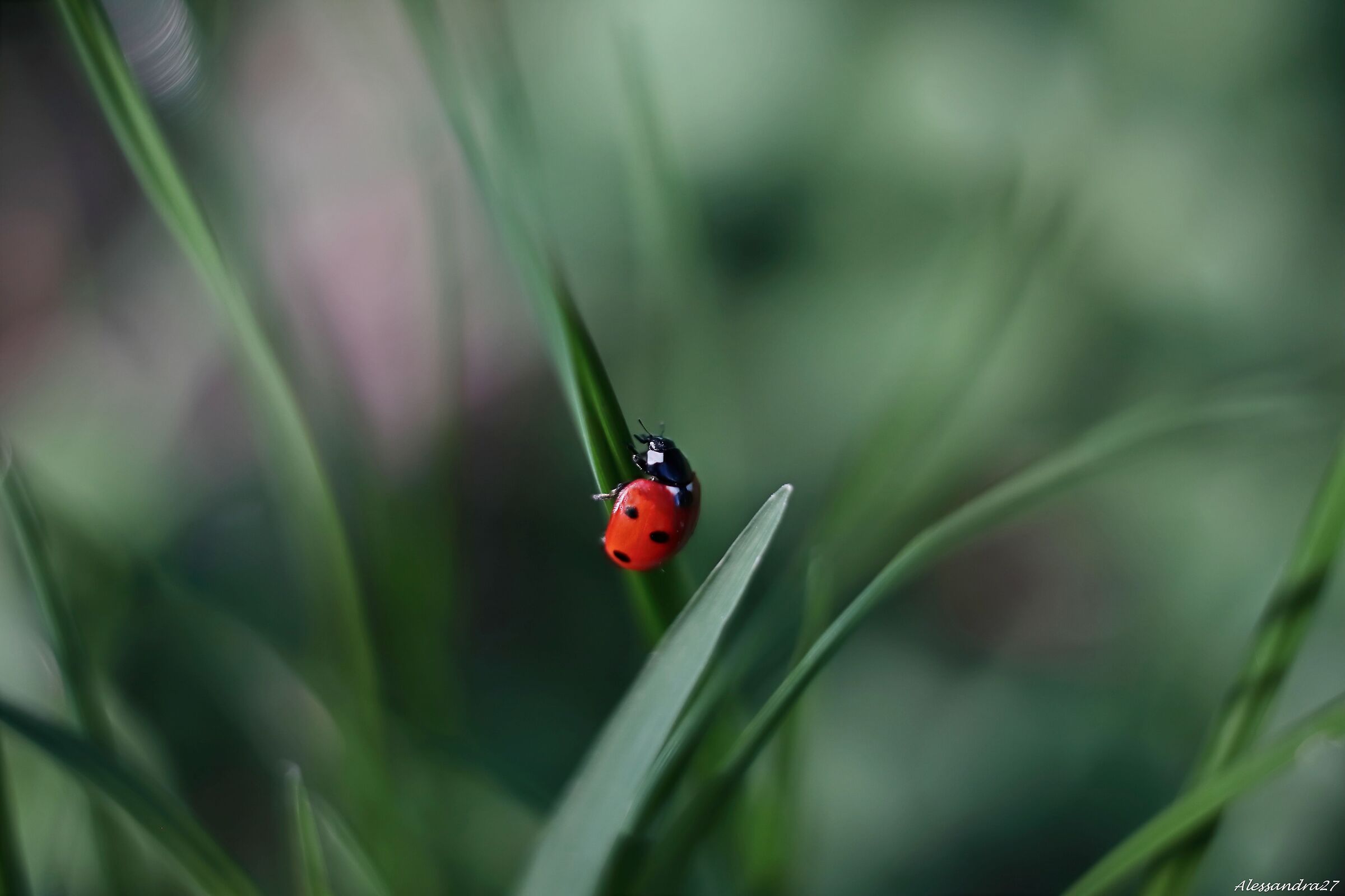 ... un pizzico di fortuna ..