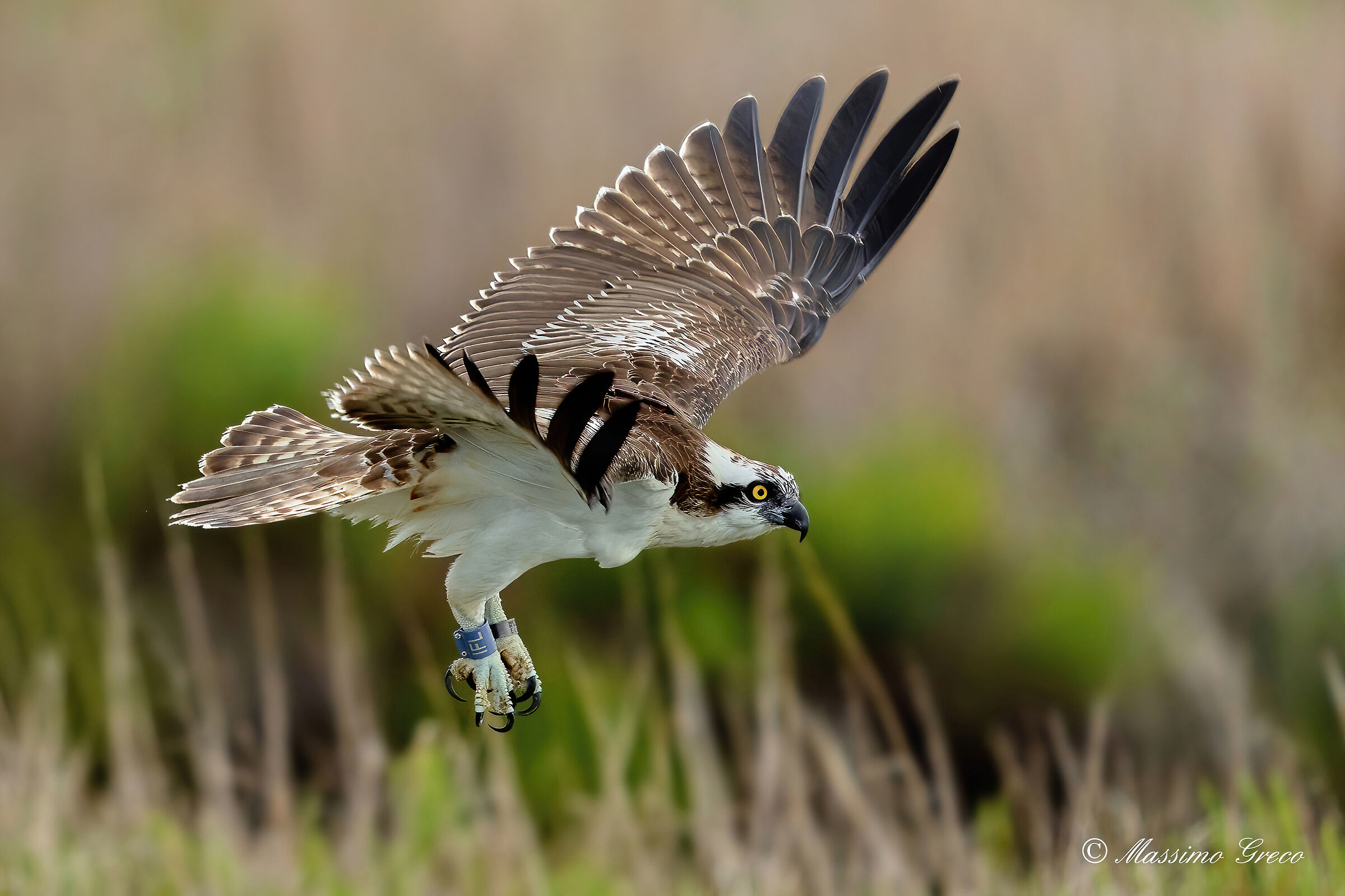 Falco pescatore (Pandion haliaetus)