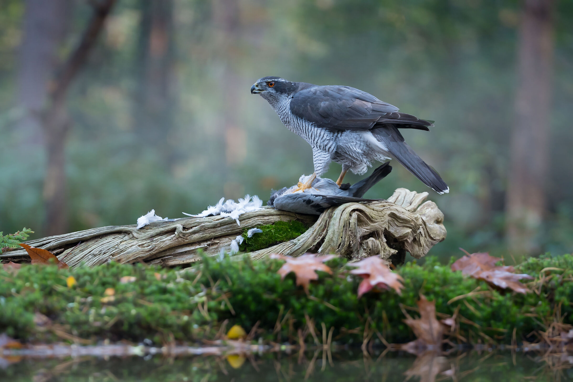Goshawk