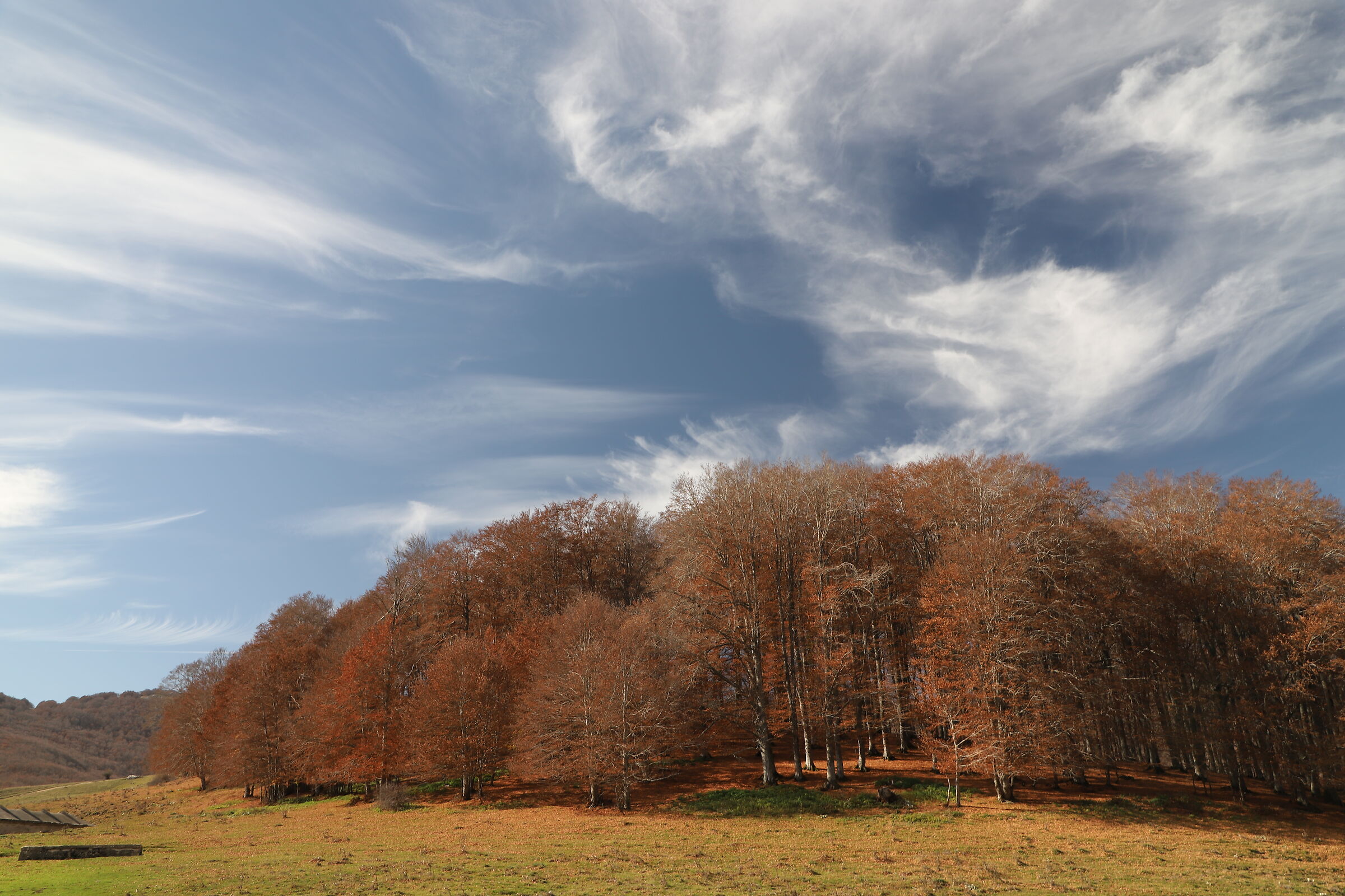 Faggi rossi al Voltigno